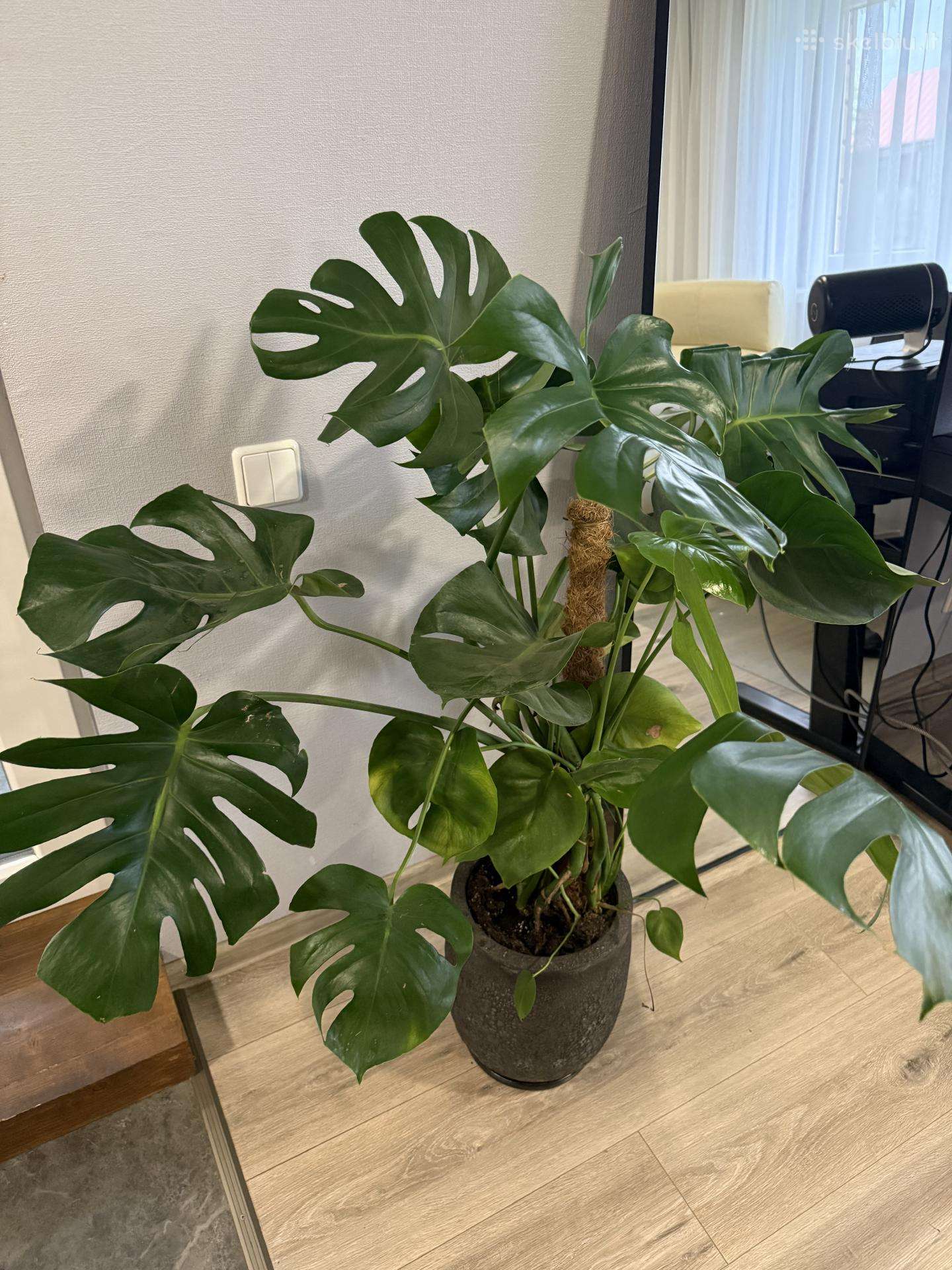 Parduodama Monstera