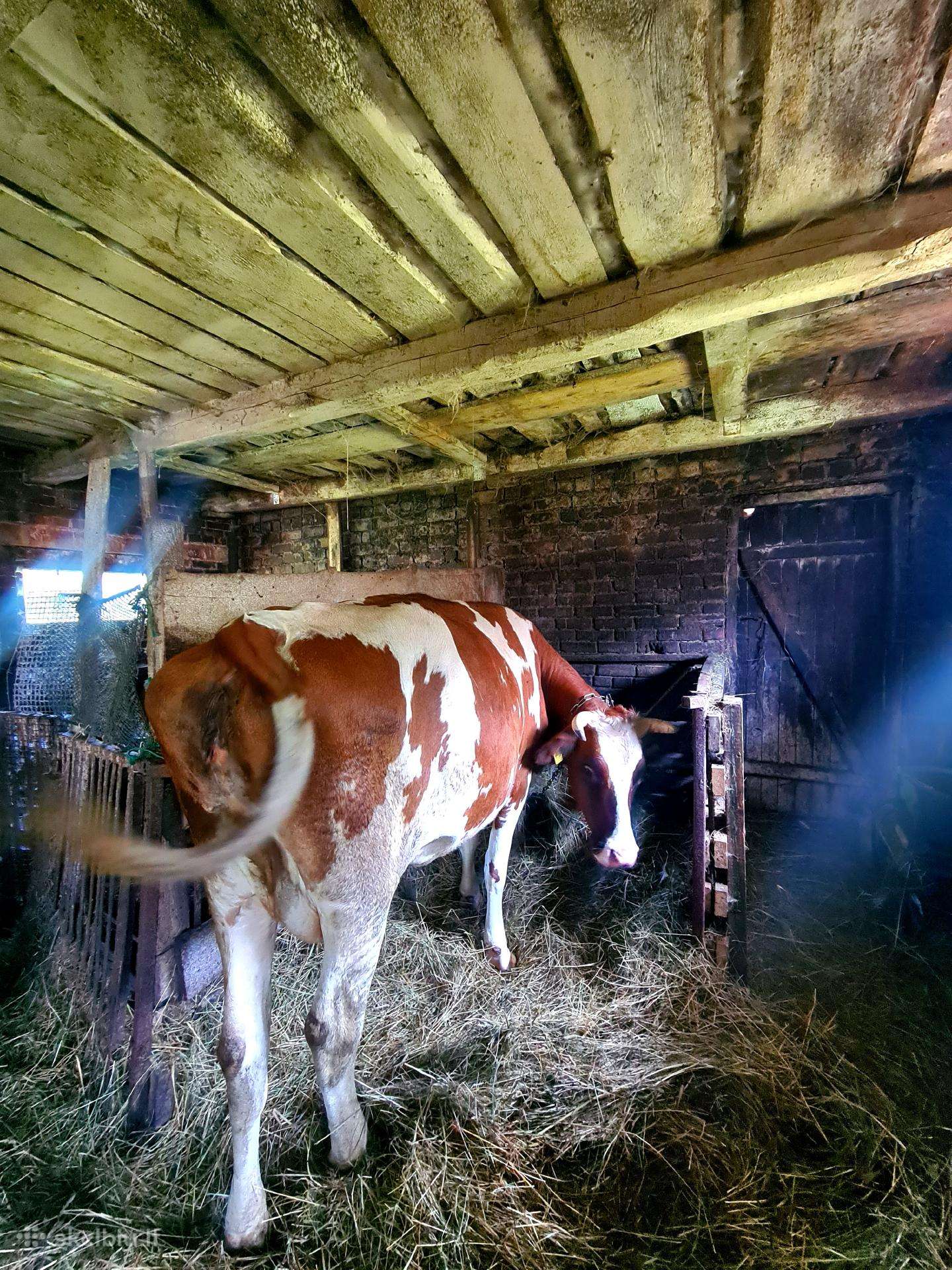 Pirmaveršė karvė
