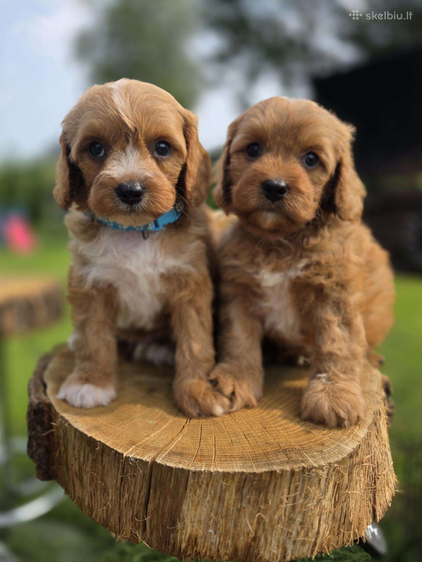 Cavapoo mazyliai