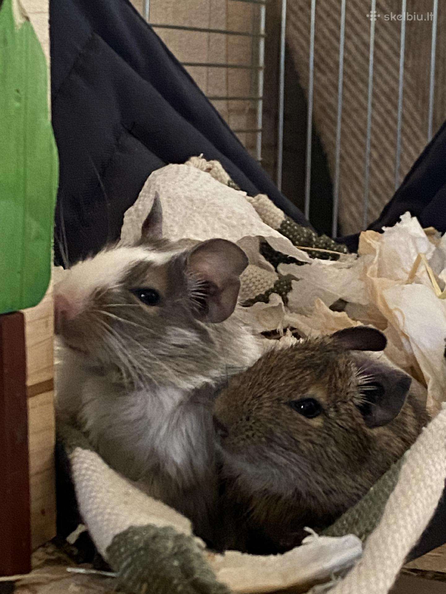 Du jauni degu patinėliai su įranga
