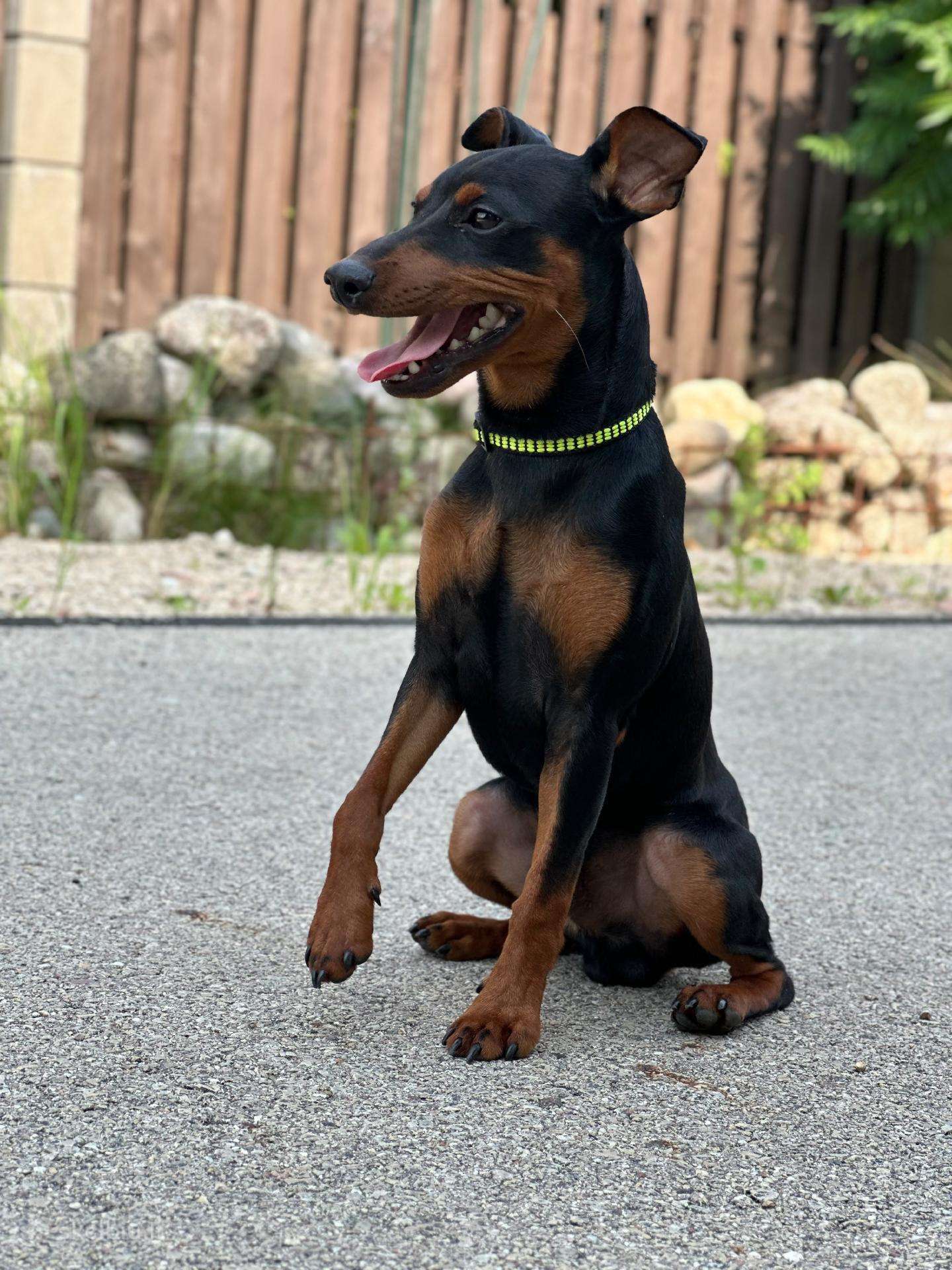 Zwergpinscher