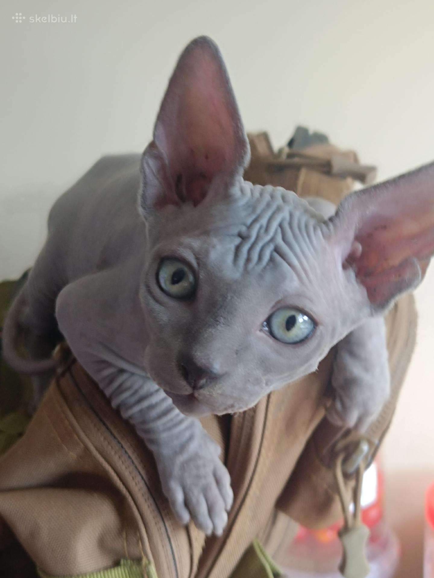 Berniukas 2 mėn.