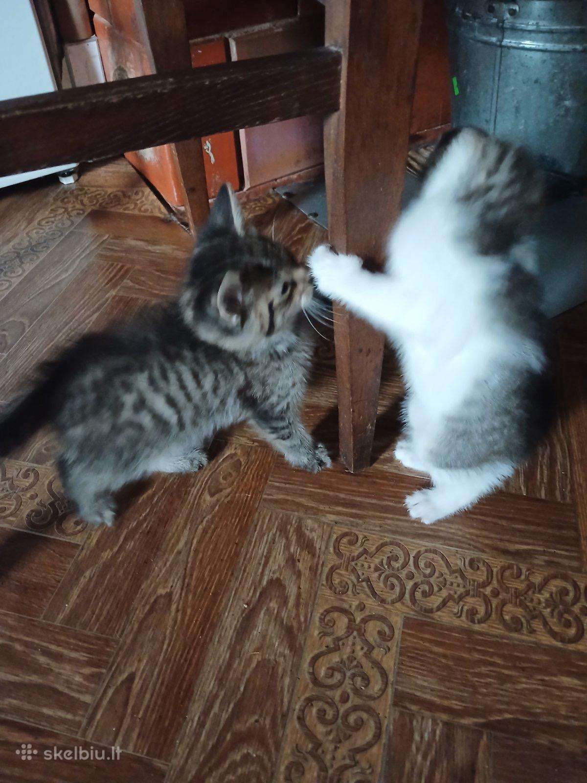 Dovanojami kačiukai