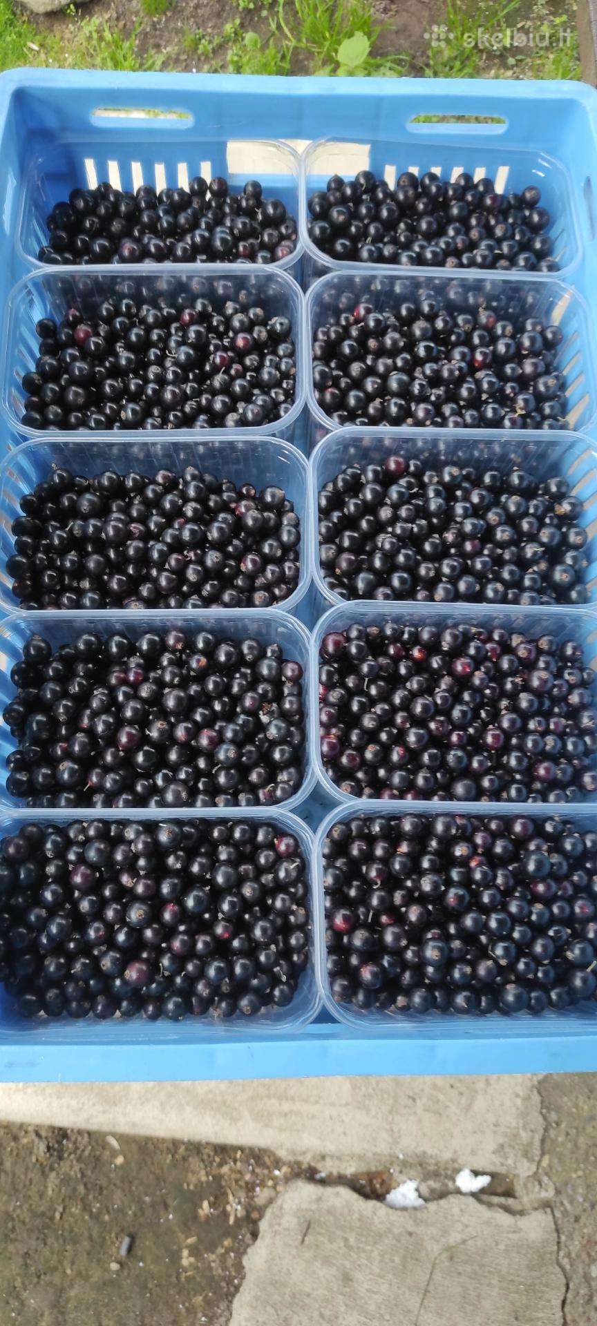 Juodieji serbentai Vilniuje su pristatymu