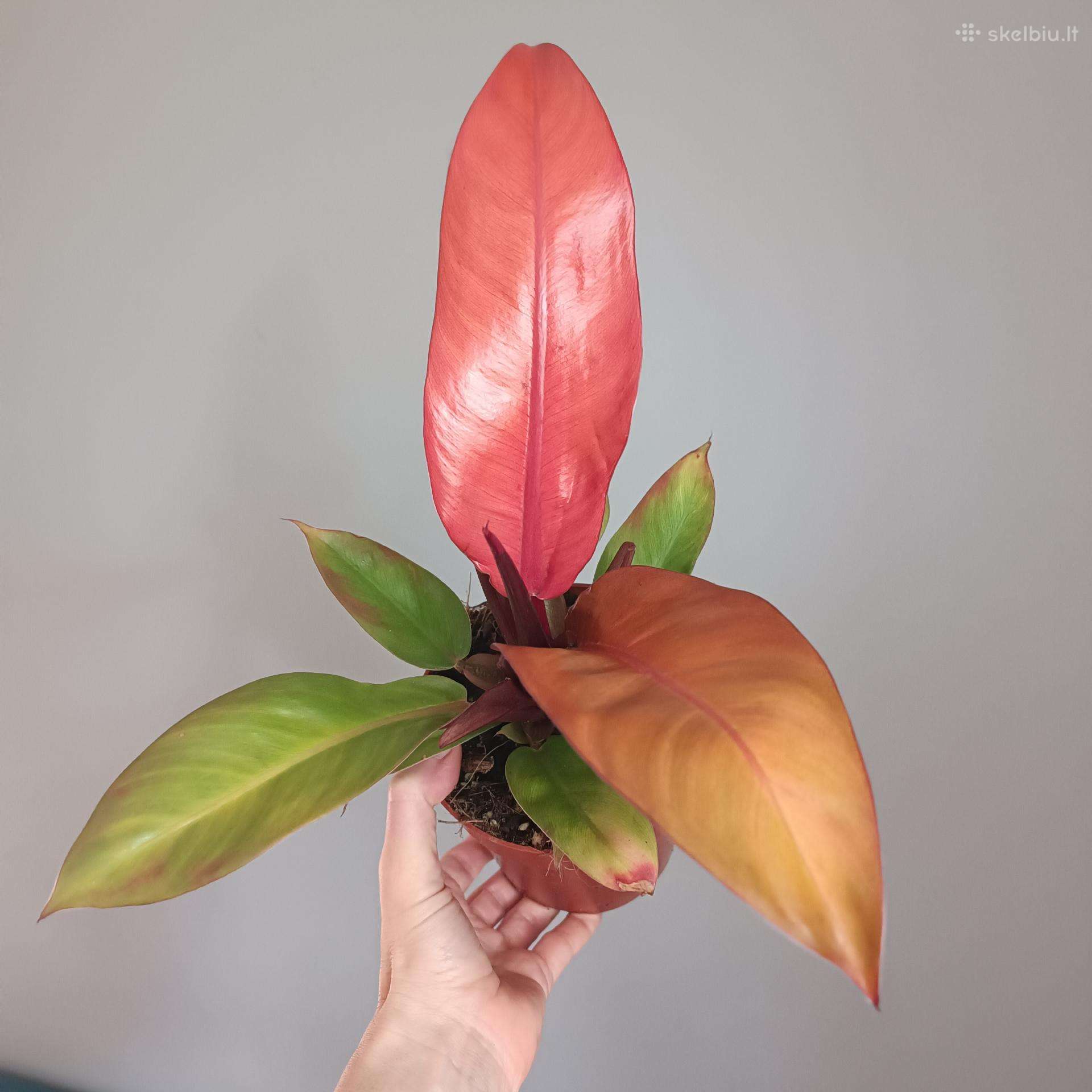 Philodendron Prince of Orange