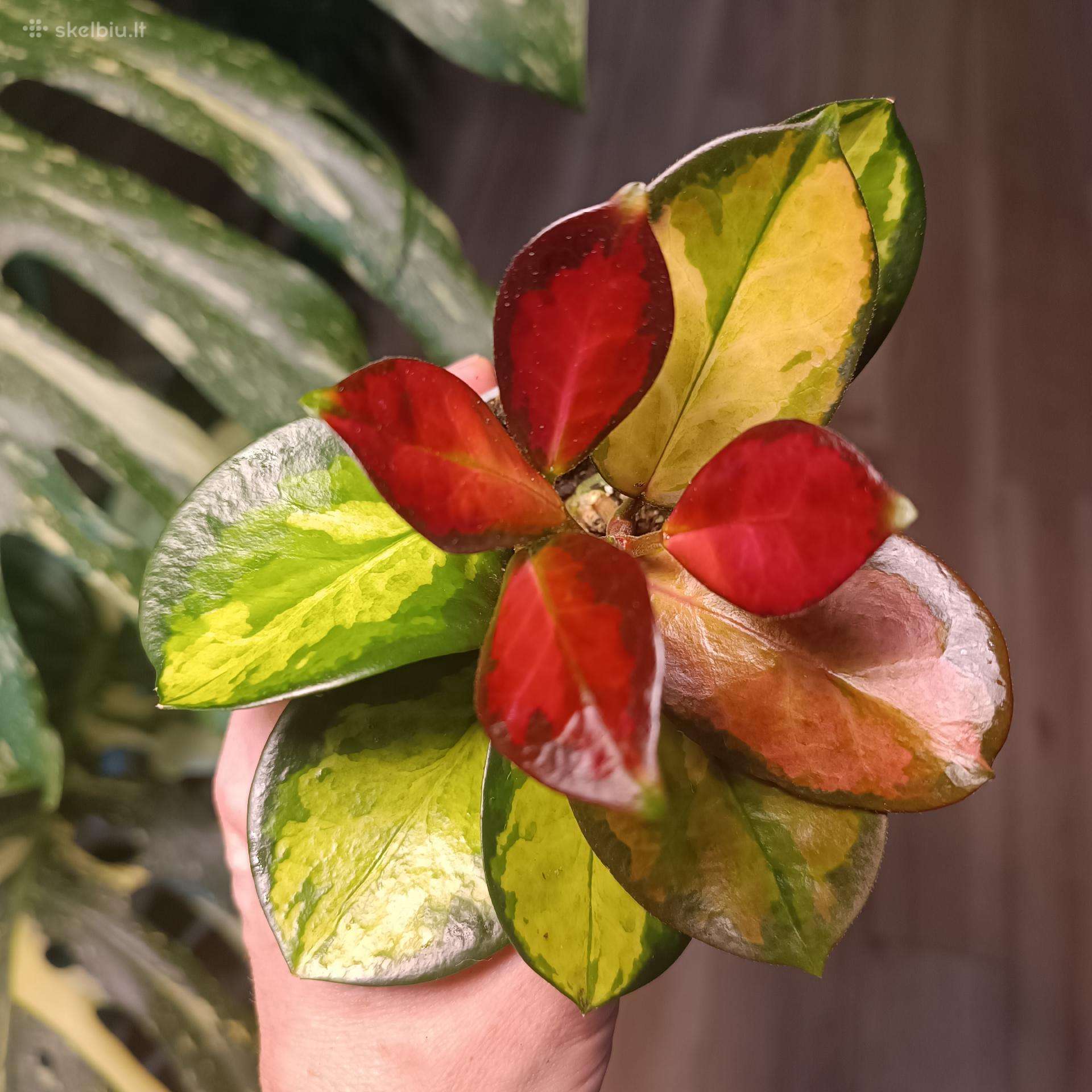 Hoya Australis Tricolor