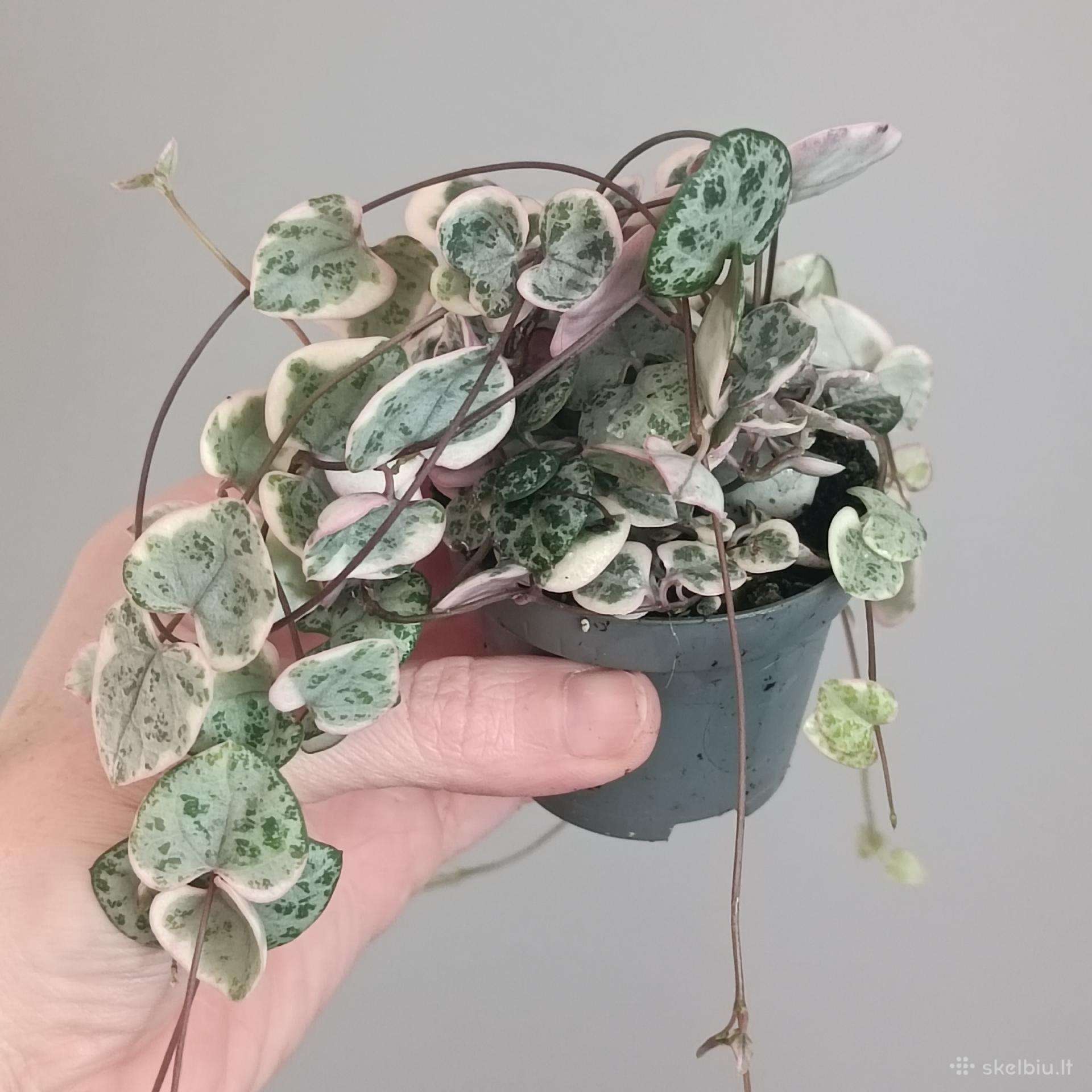 Ceropegia Woodii
