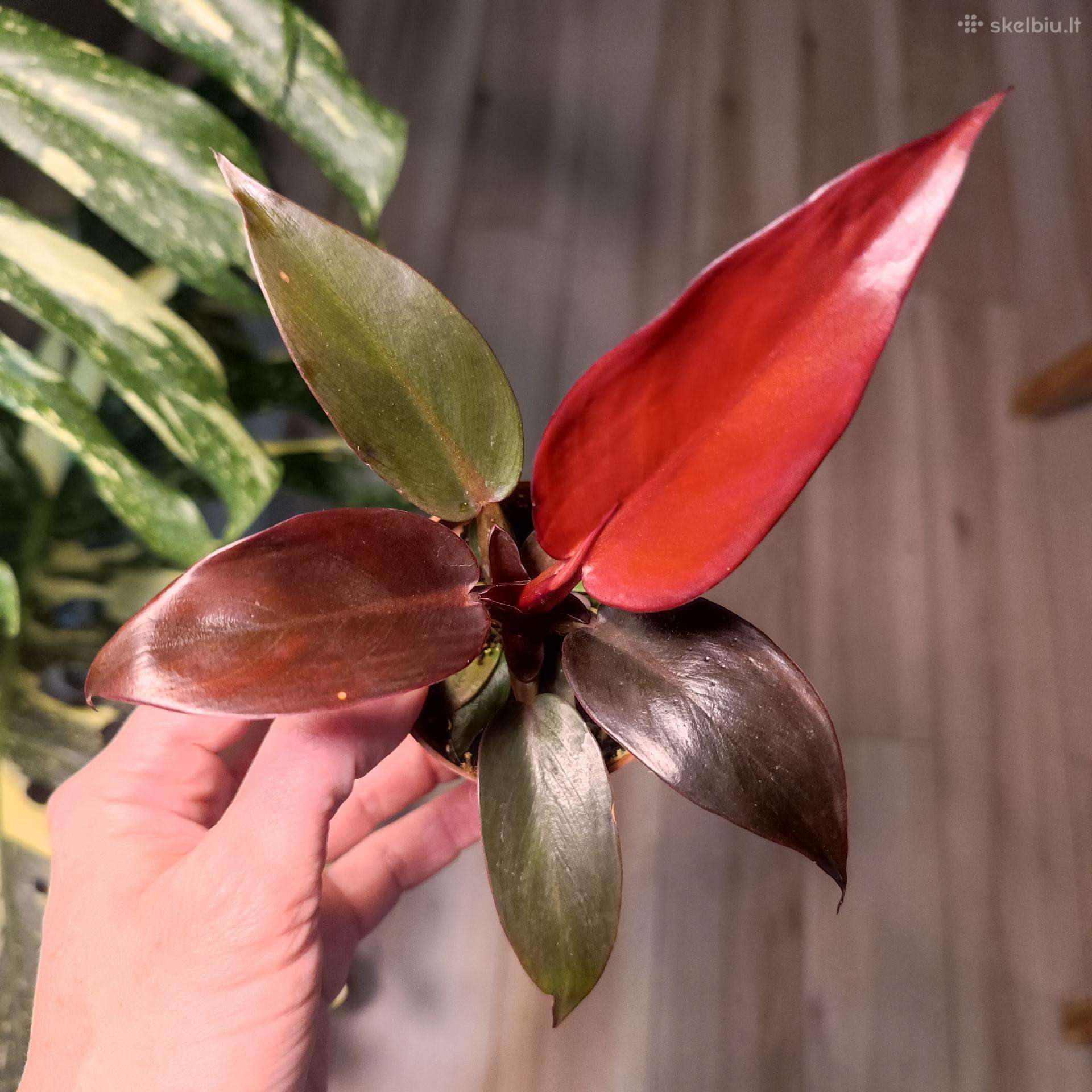 Philodendron Cherry Red