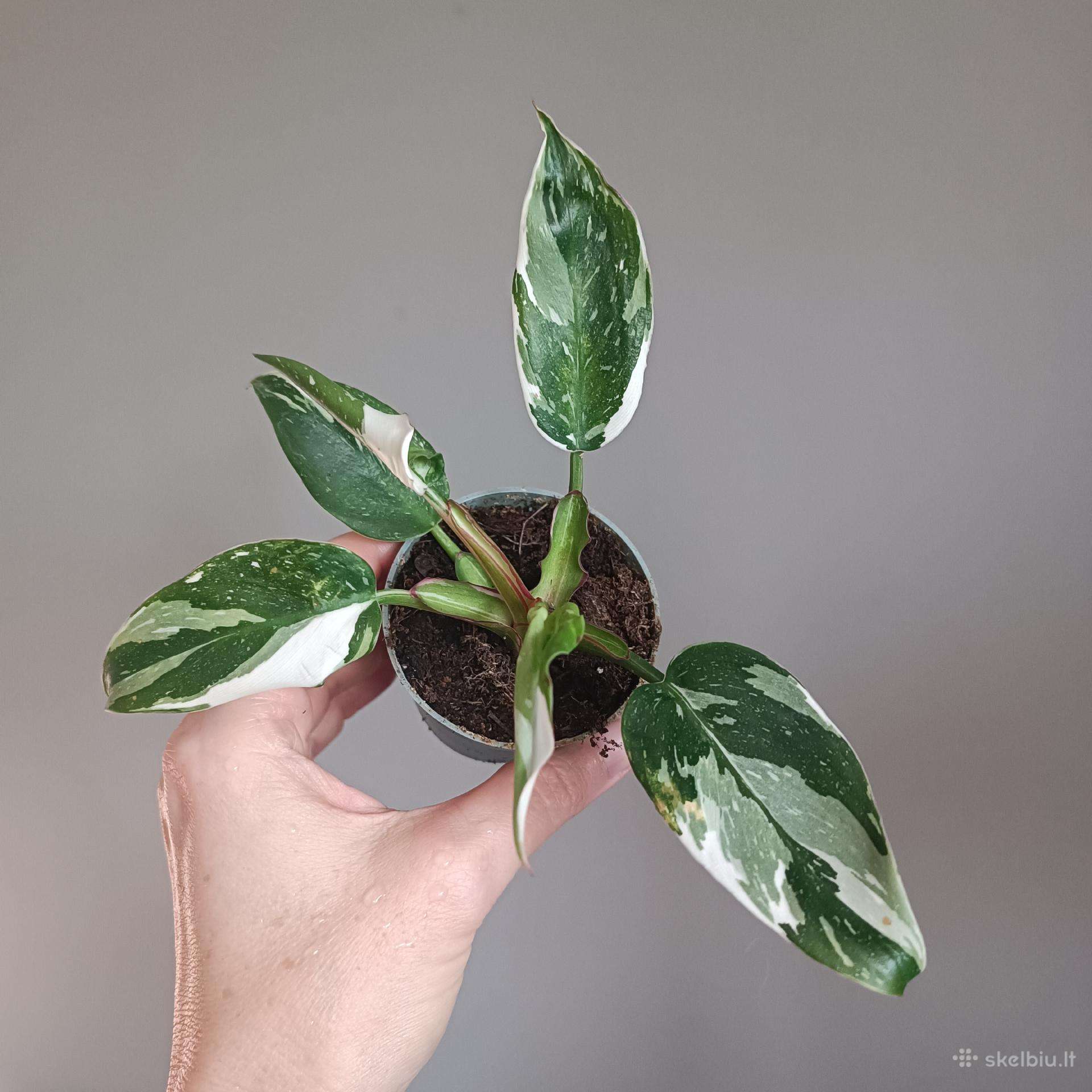 Philodendron White Princess