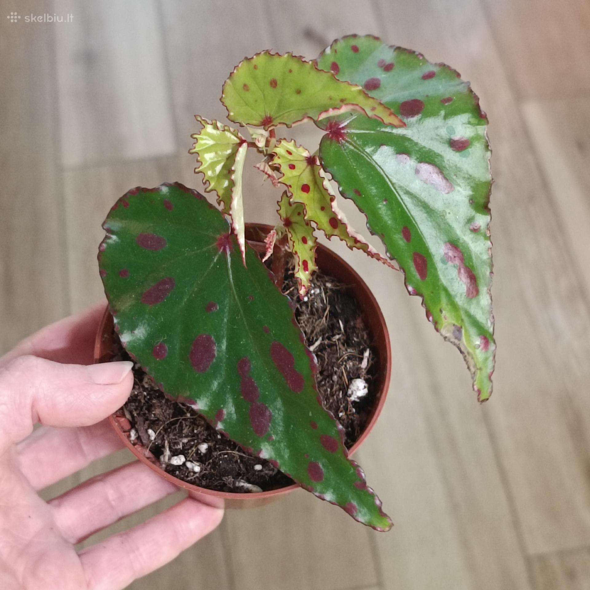 Begonia Pink Dottie