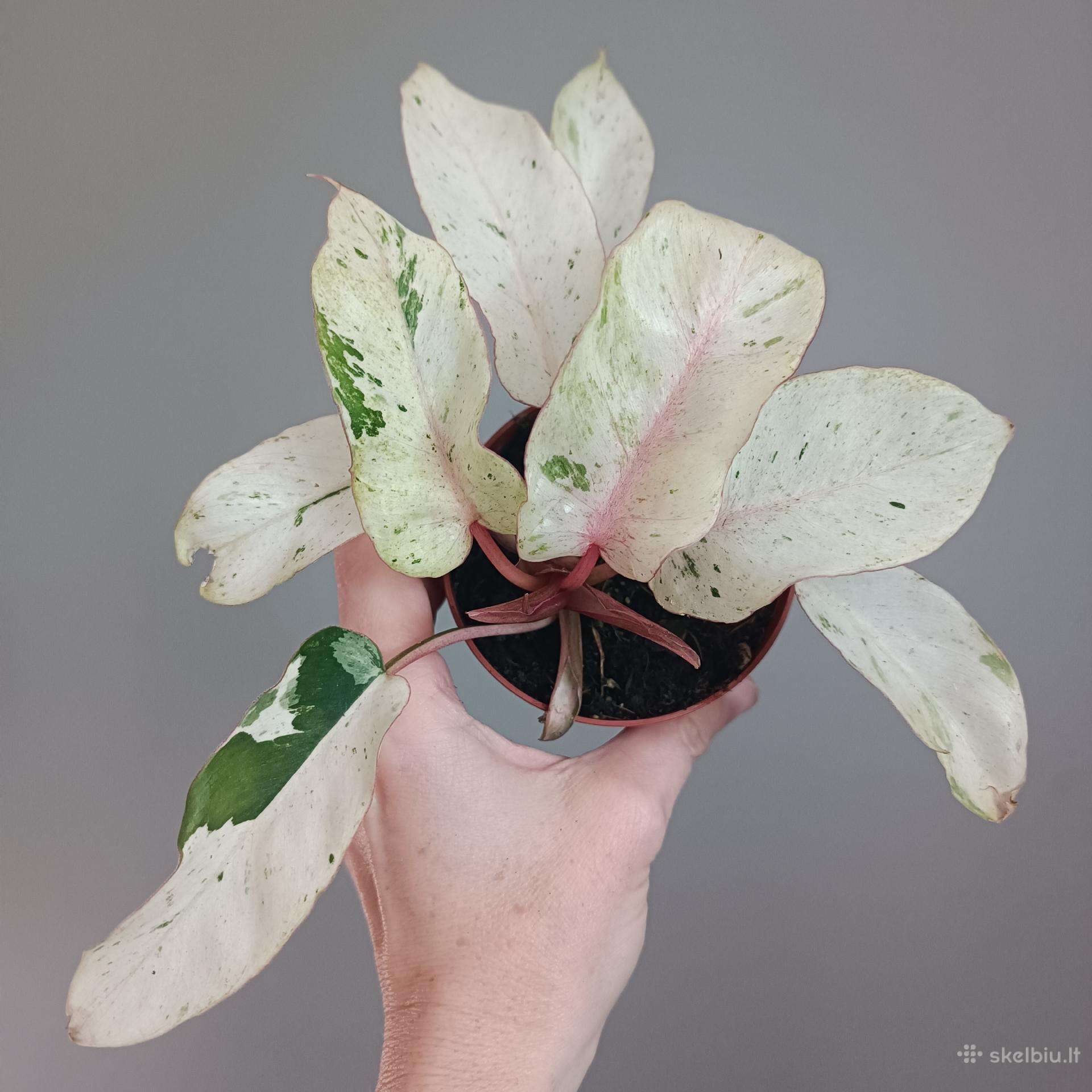 Philodendron Snowdrift