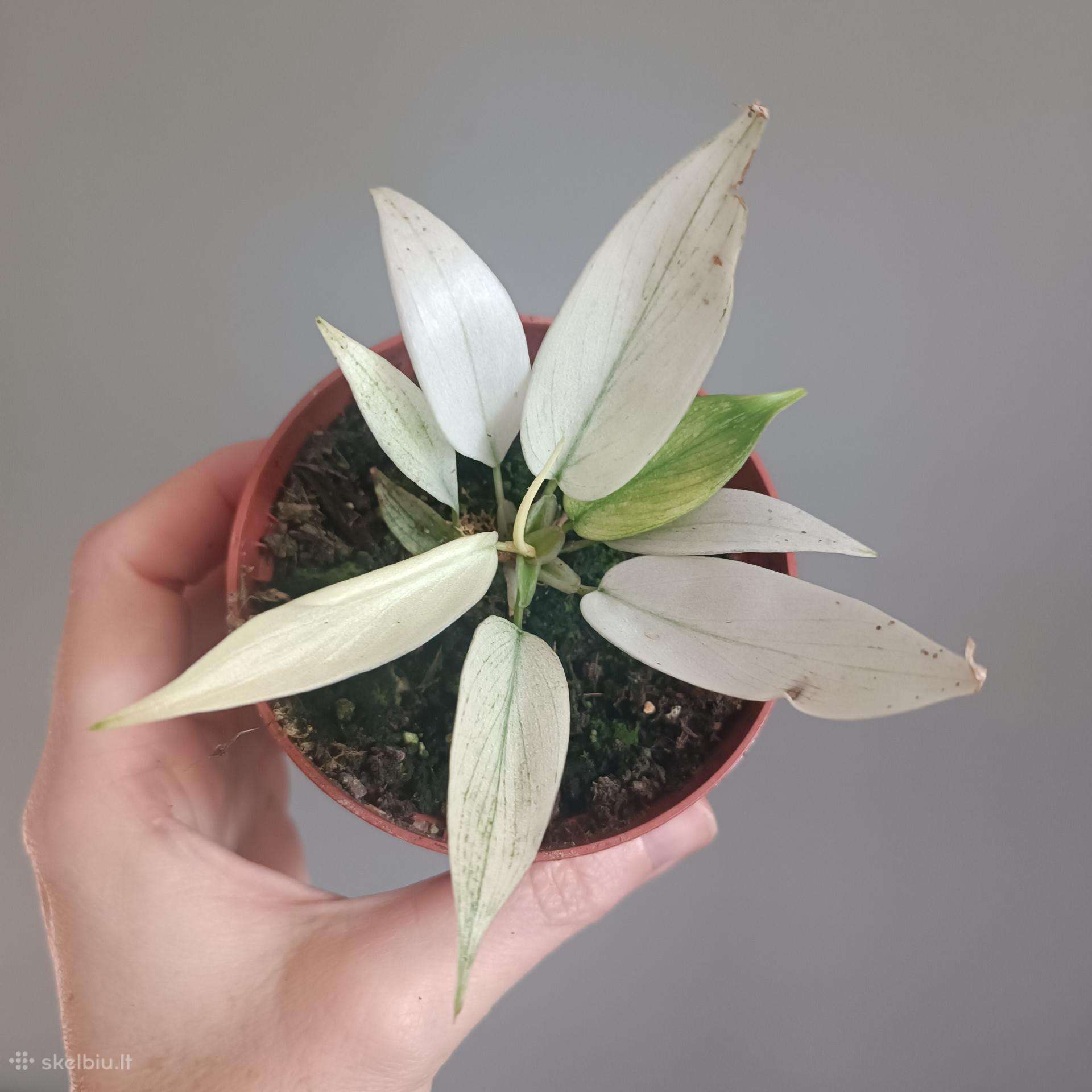 Philodendron Florida Ghost