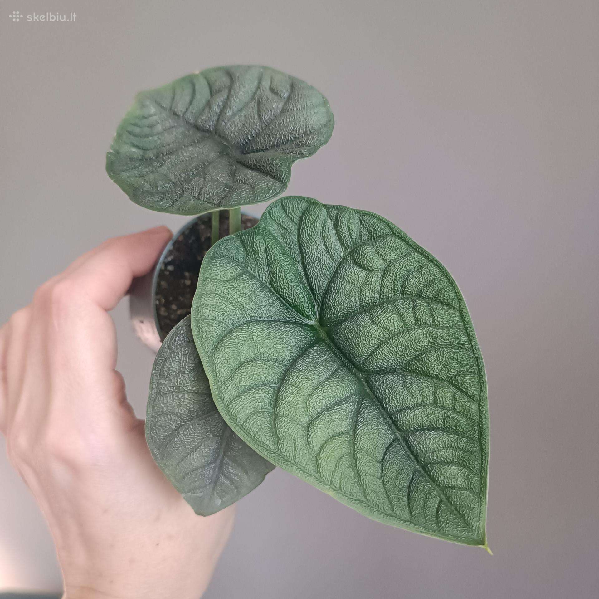 Alocasia Melo