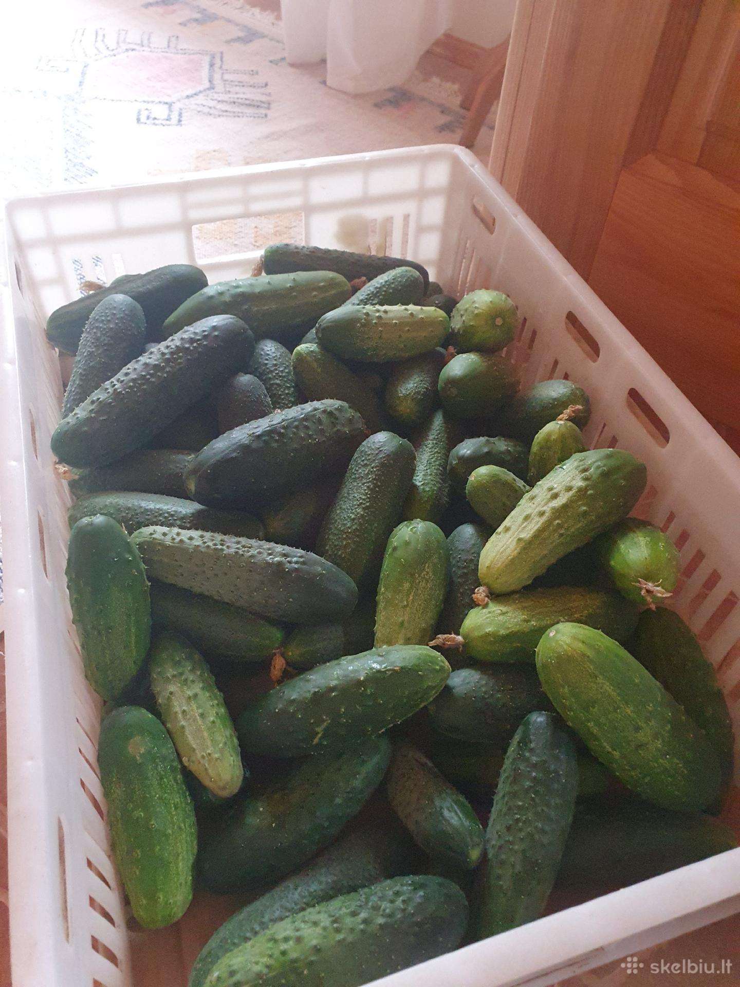 Agurkai 10kg. Už 25eur