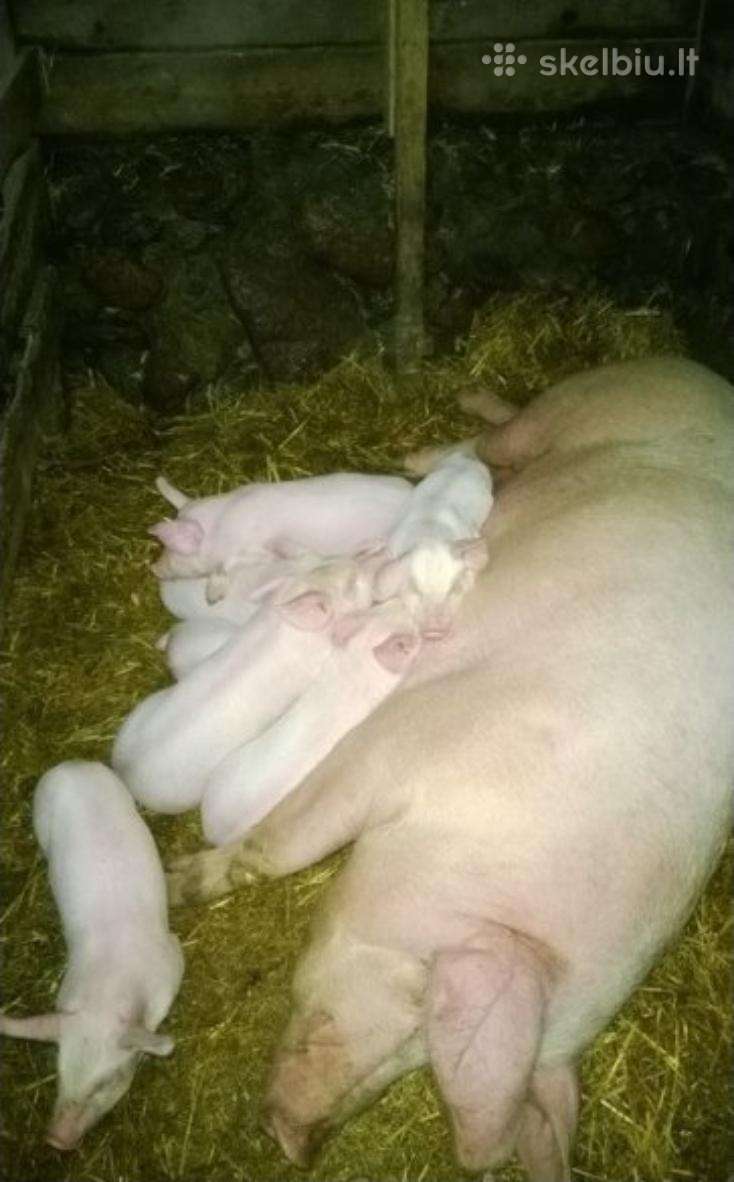 Parduodu paršiukus