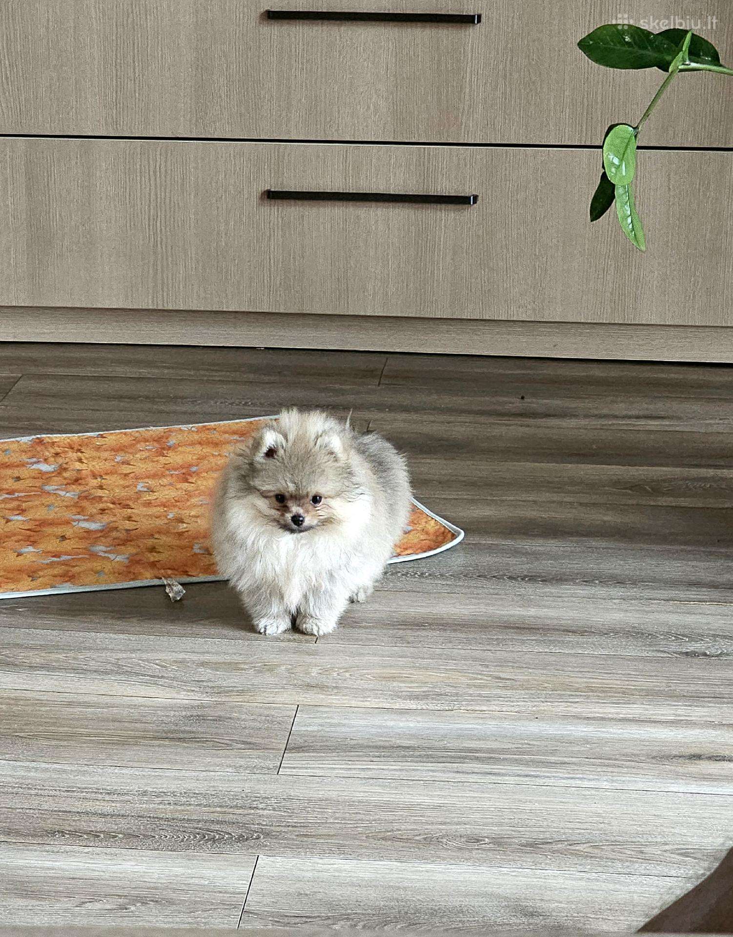 Pomeranų kalytė