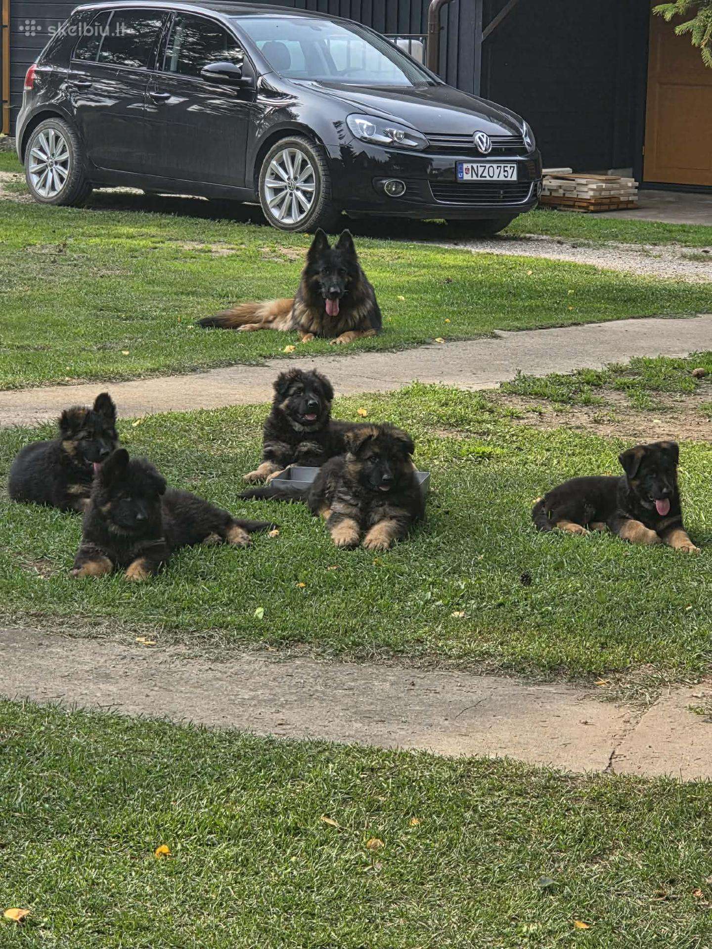 Vokiečių aviganių šuniukai