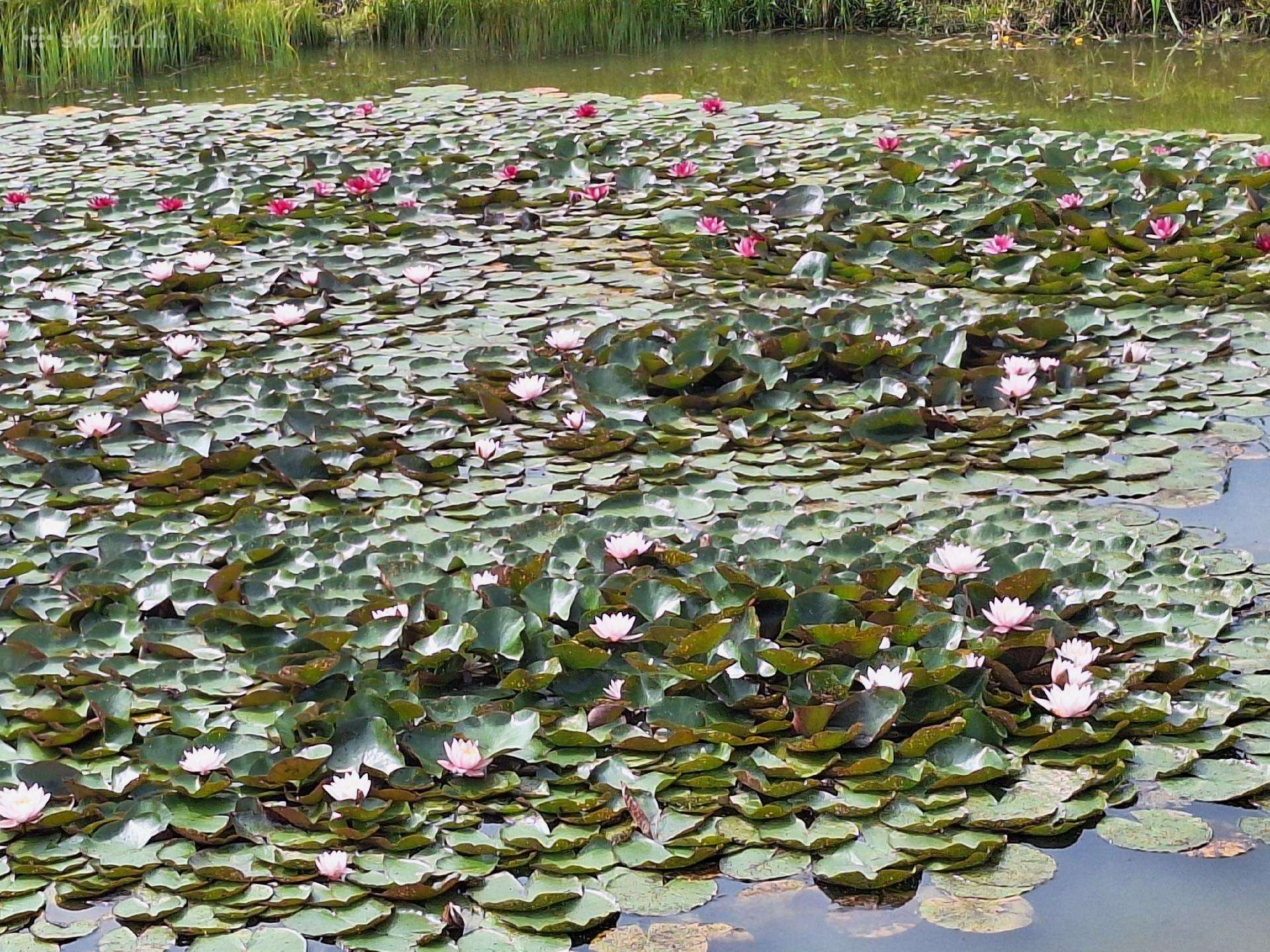 Parduodamos vandens lelijos