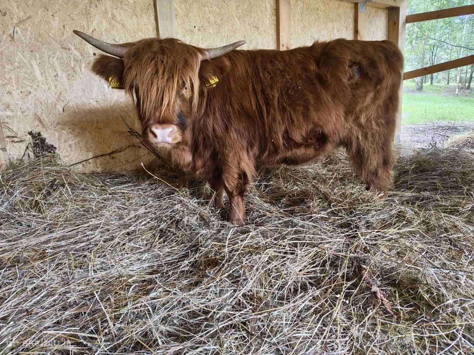 Parduodama Highland veislės telytė