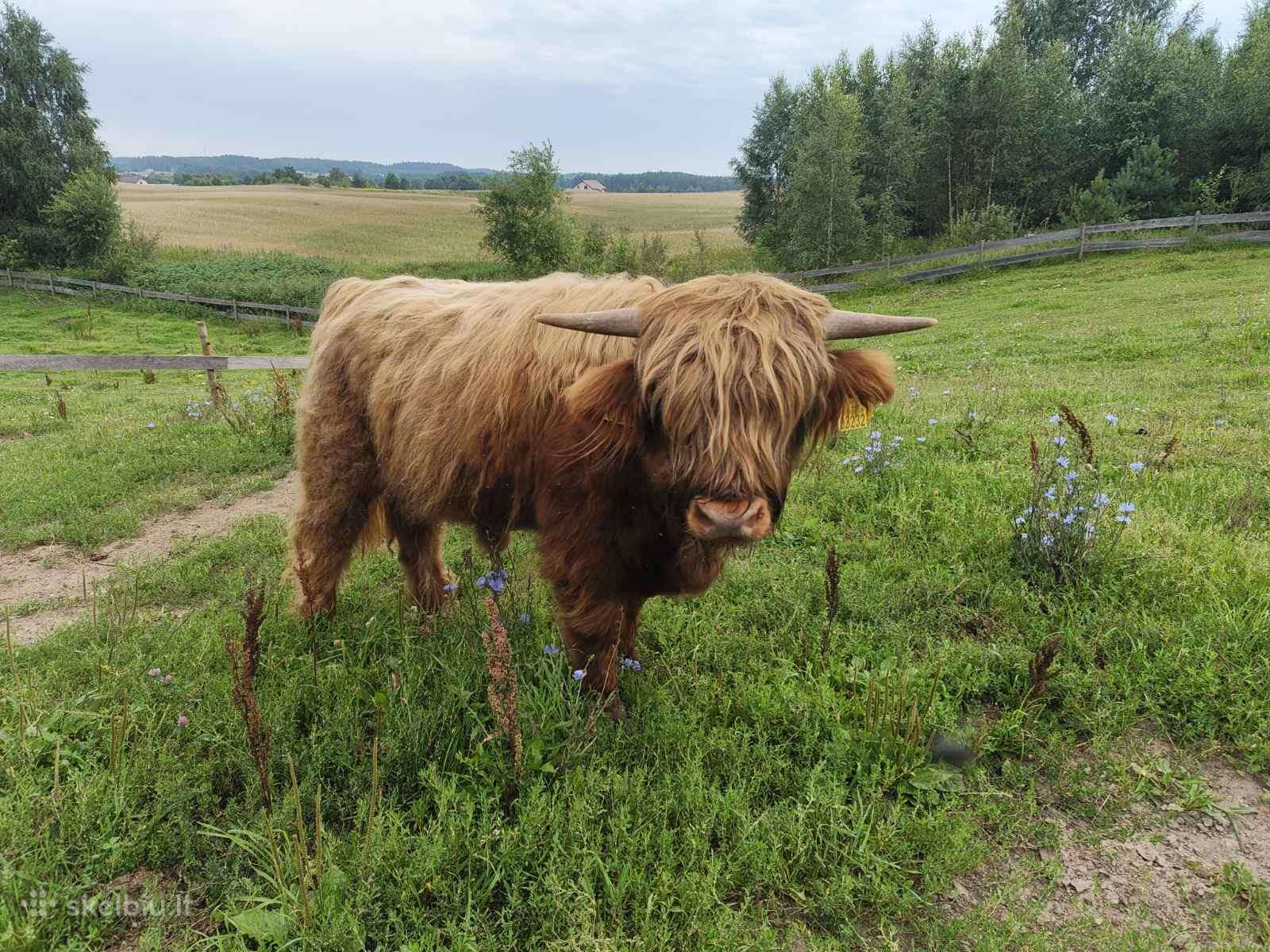 Parduodamas Highland veislės buliukas