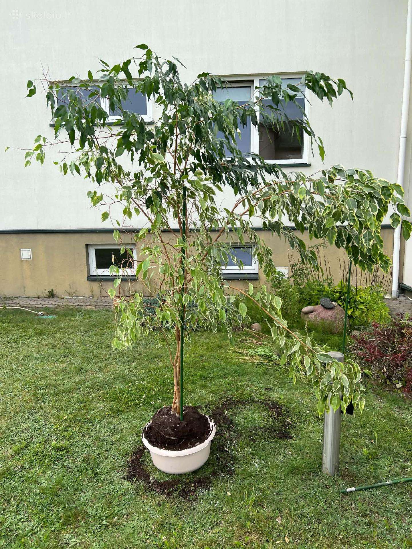 Gėlės
