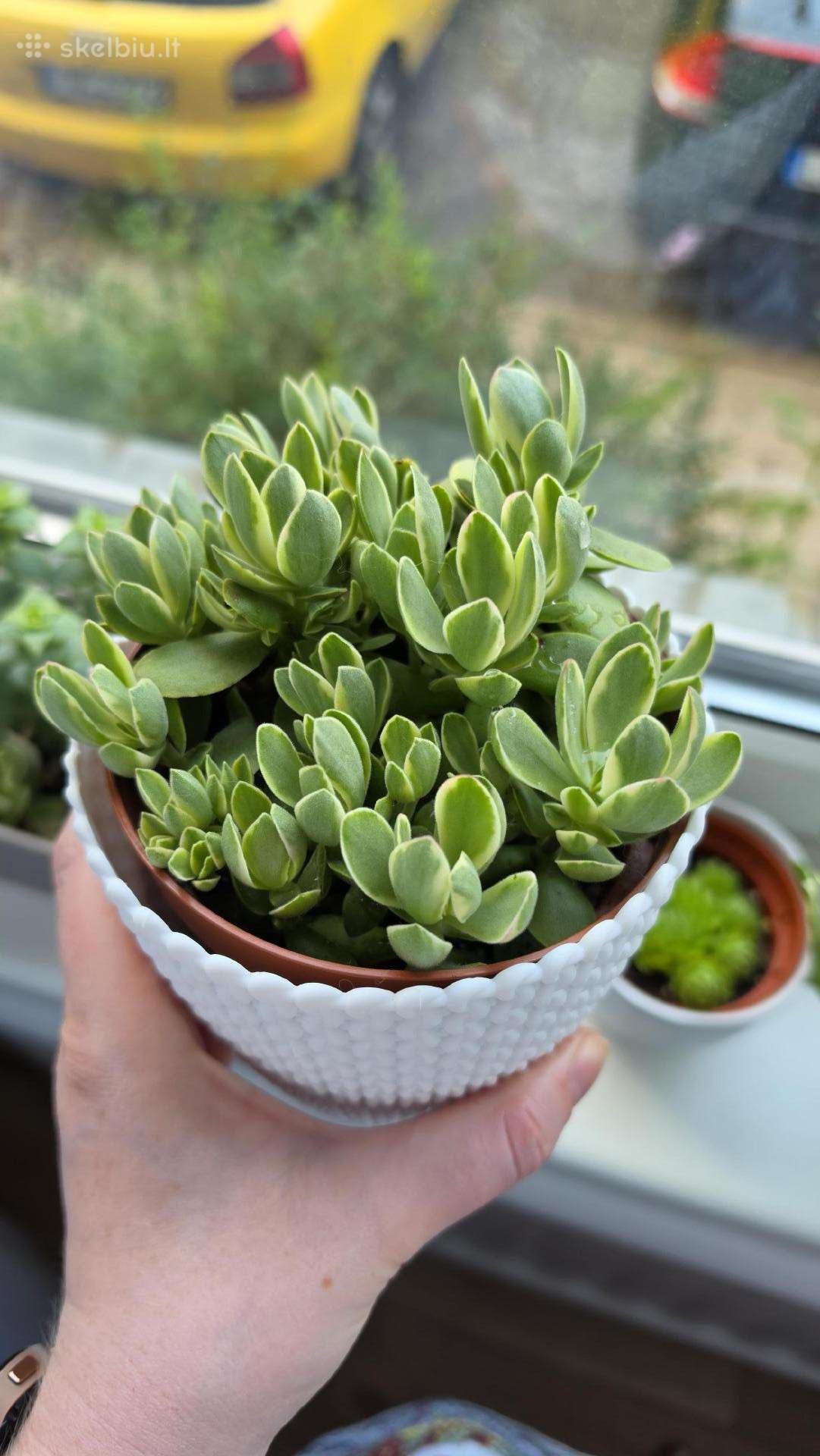 Crassula swaziensis variegata