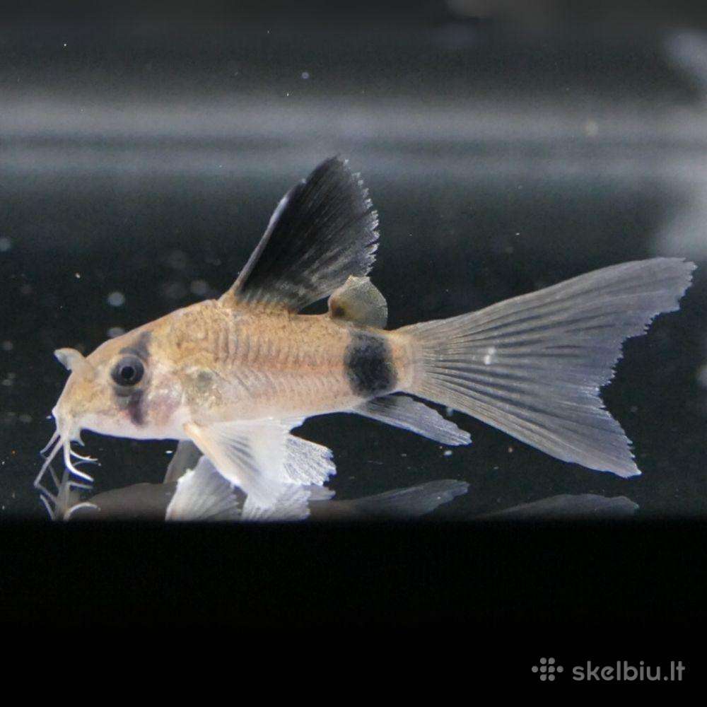 Įv. akvariuminės žuvelės Šiauliuose
