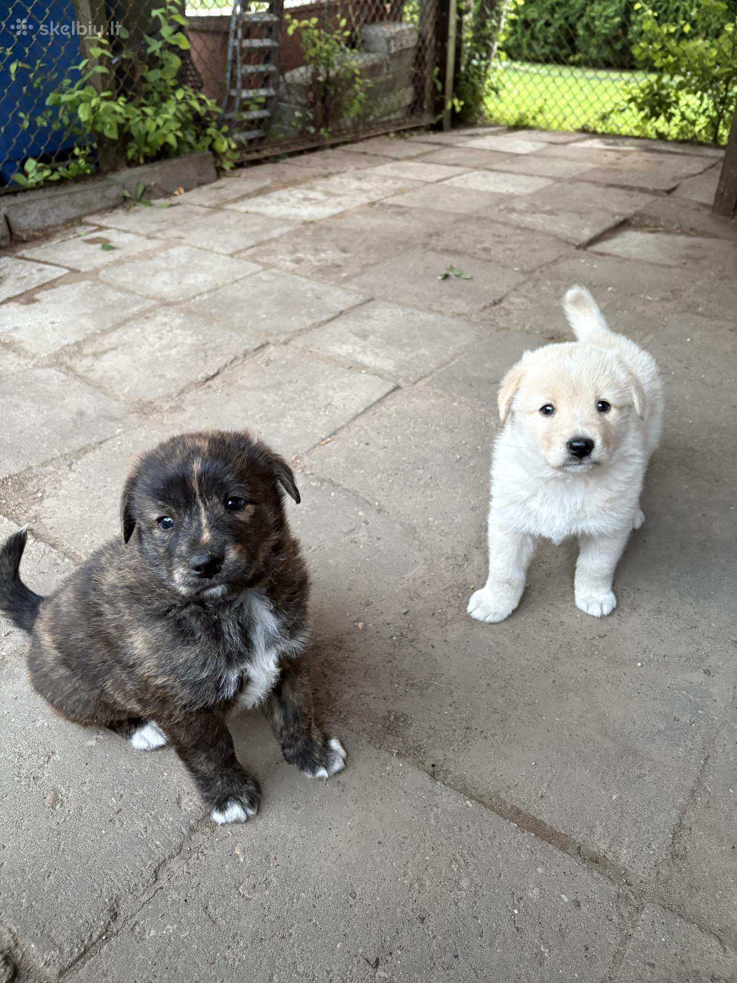 Labradoro mišrūnai berniukai