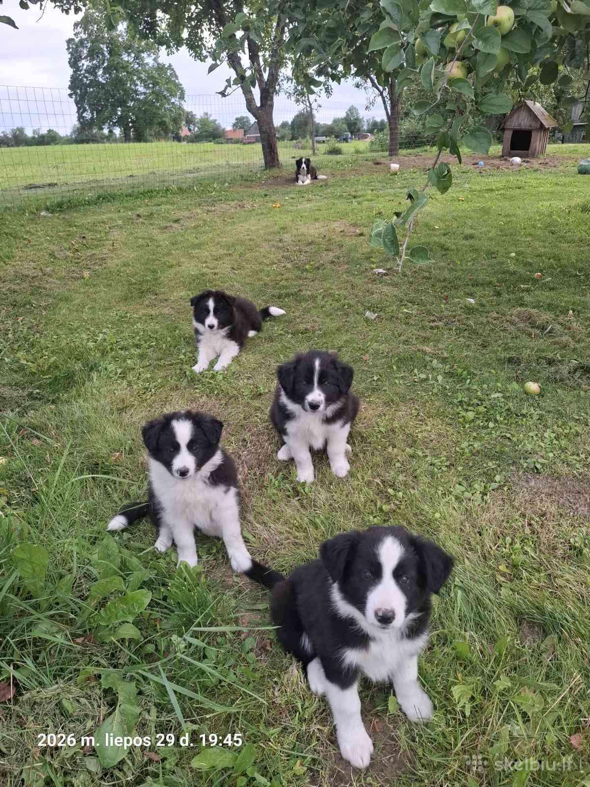 Borderkoli šuniukai