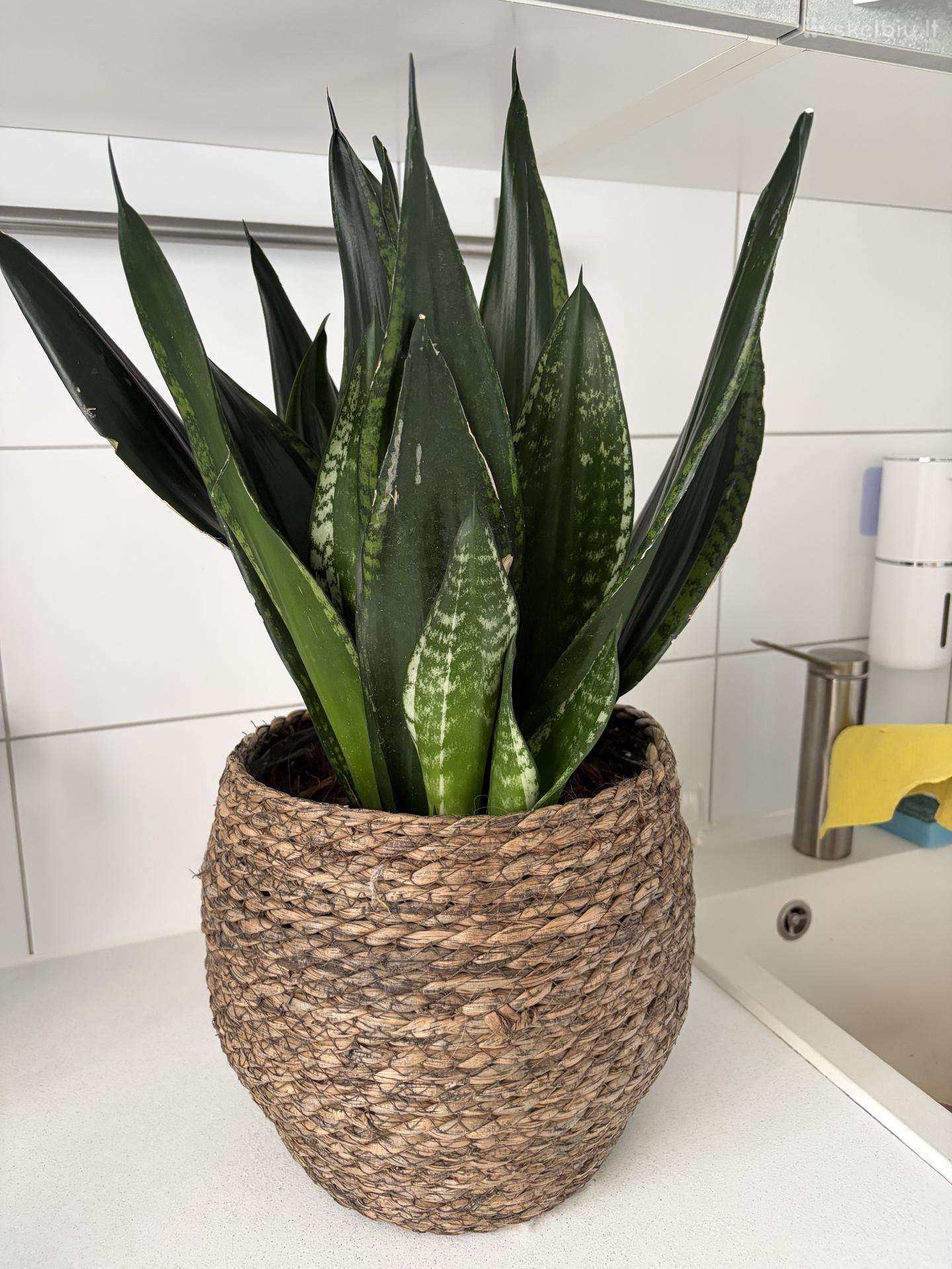 Sansevieria trifasciata Whitney