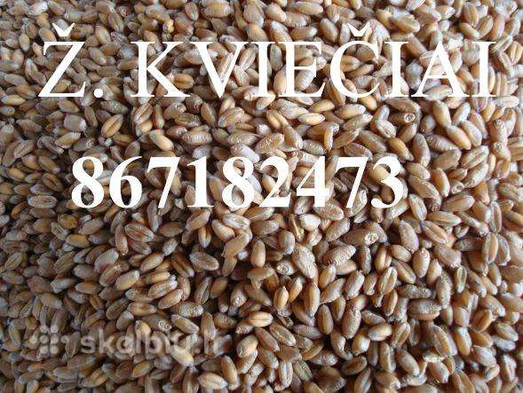 Eko žieminiai kviečiai