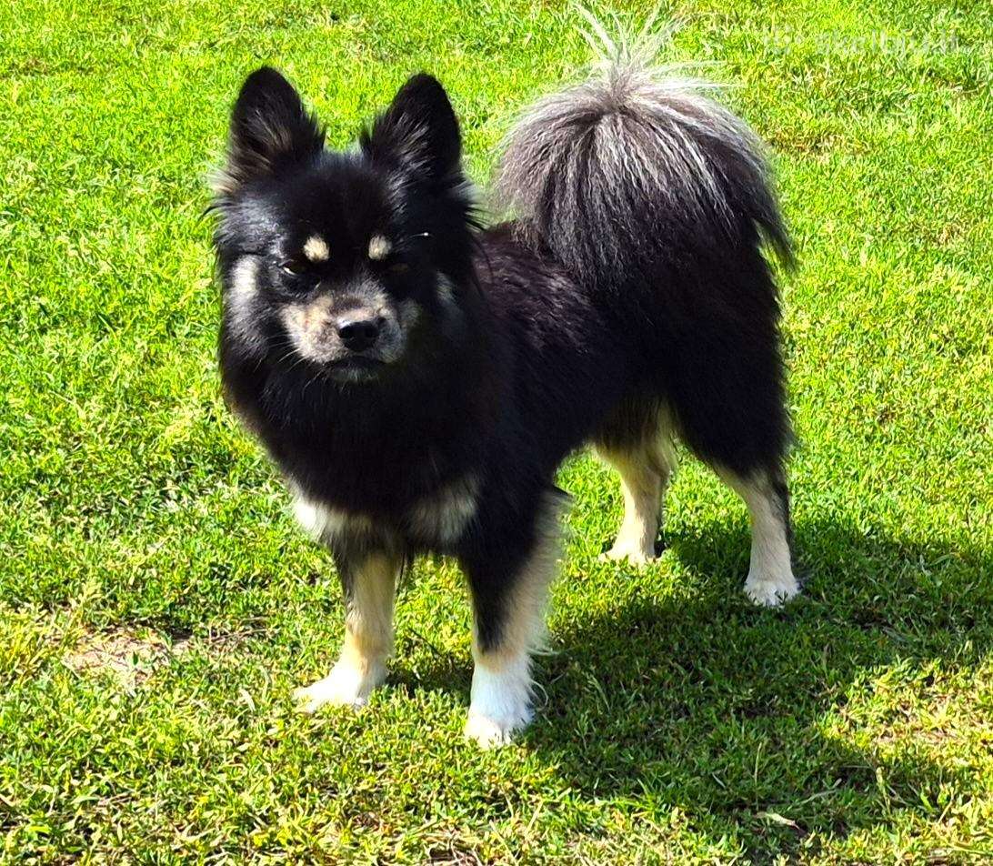 Pomski jauna kalytė, dar vadinami mini haskiai,5kg