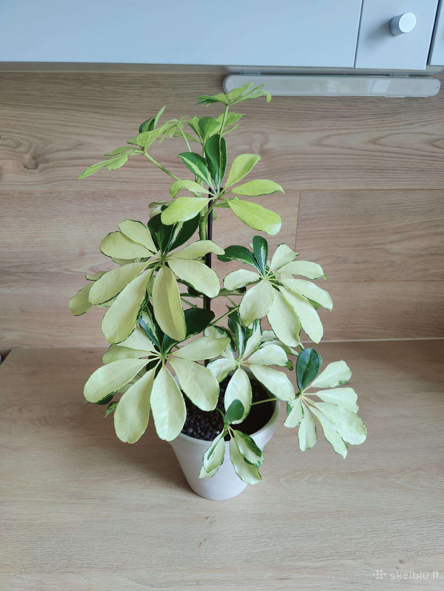 Schefflera Arboricola Melanie