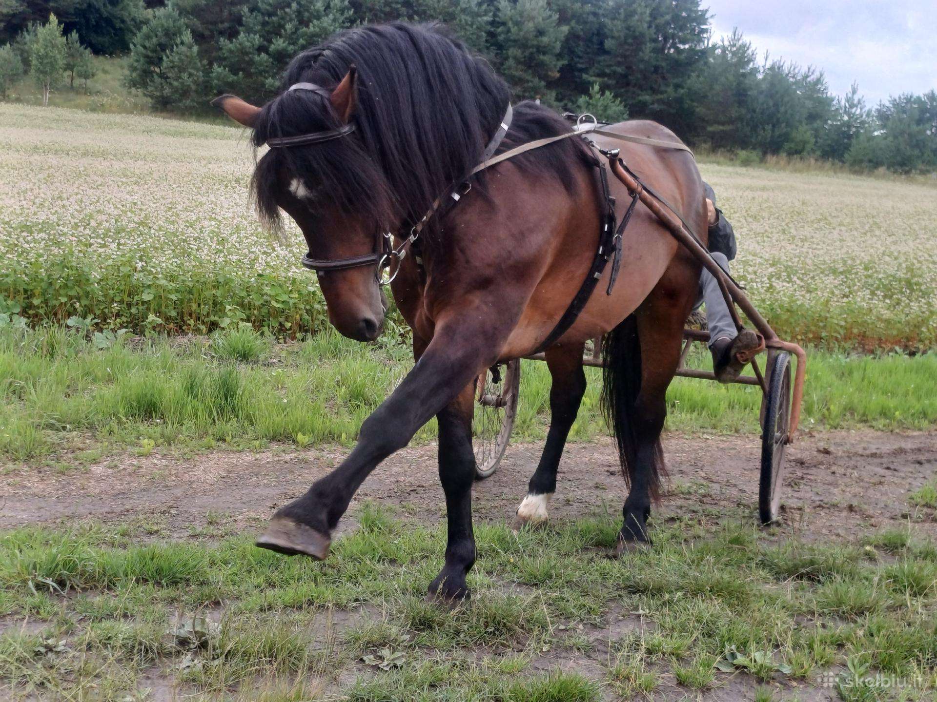 Parduodu žirgą