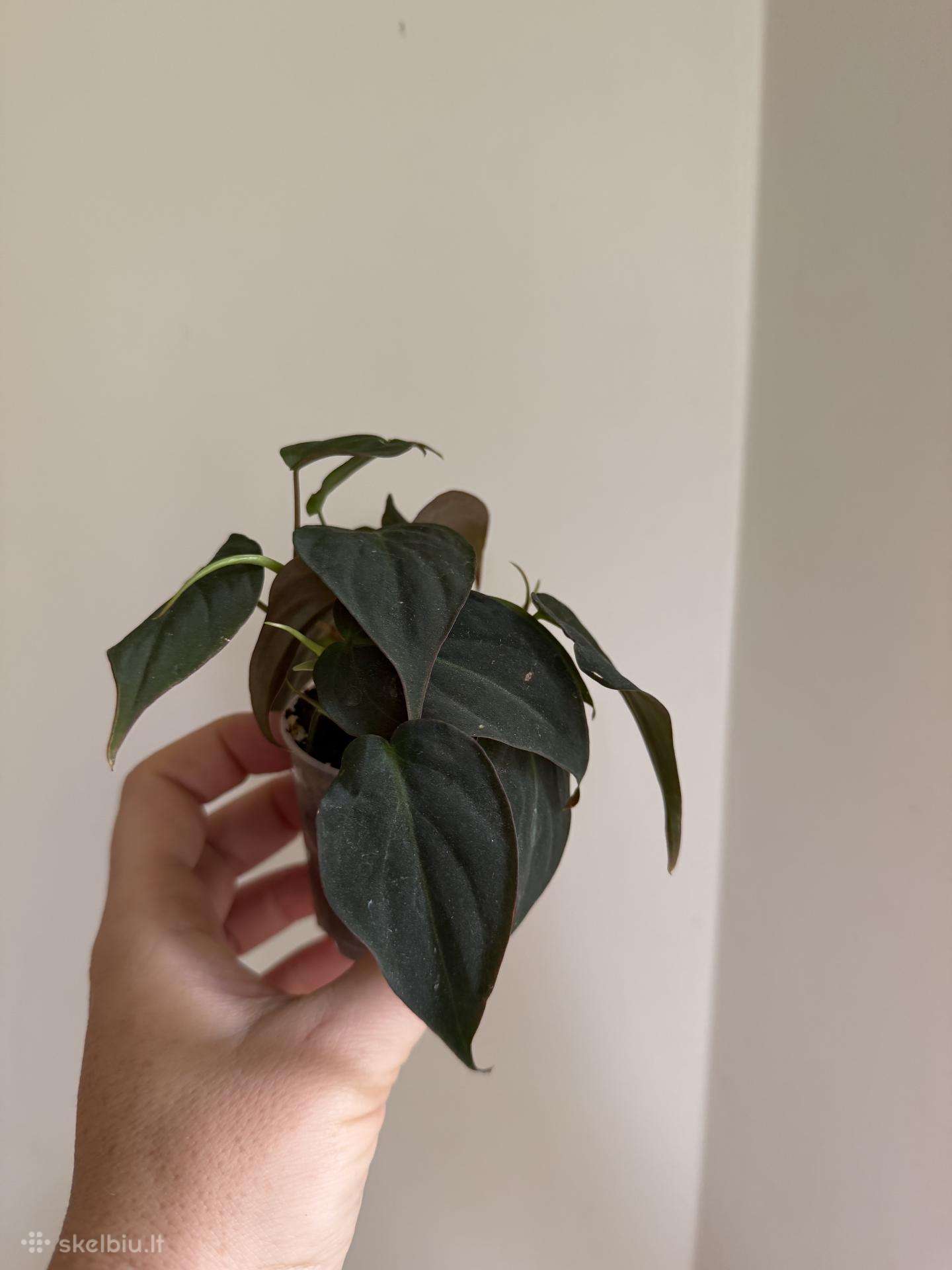 Philodendron Micans