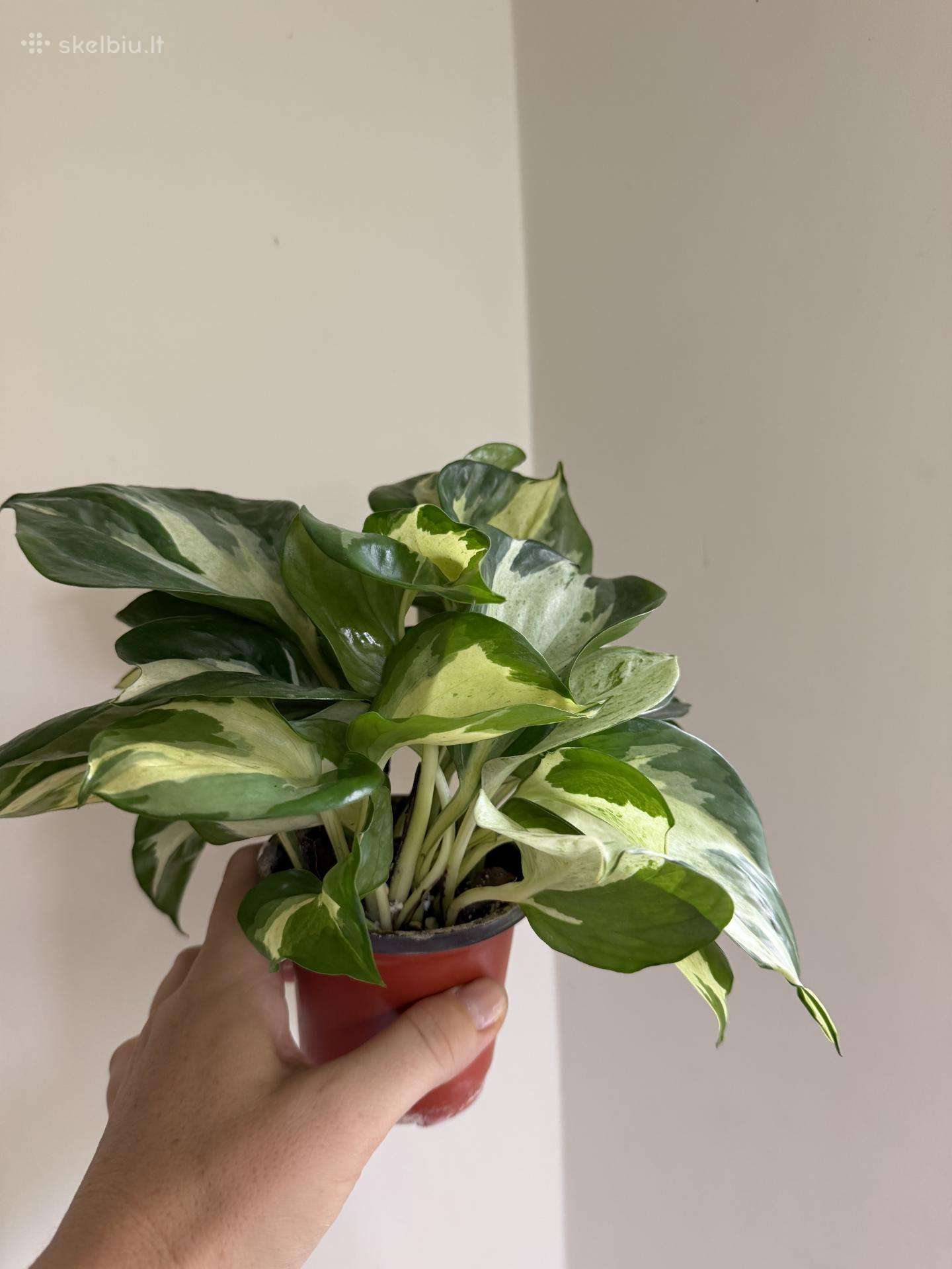 Pothos Manjula