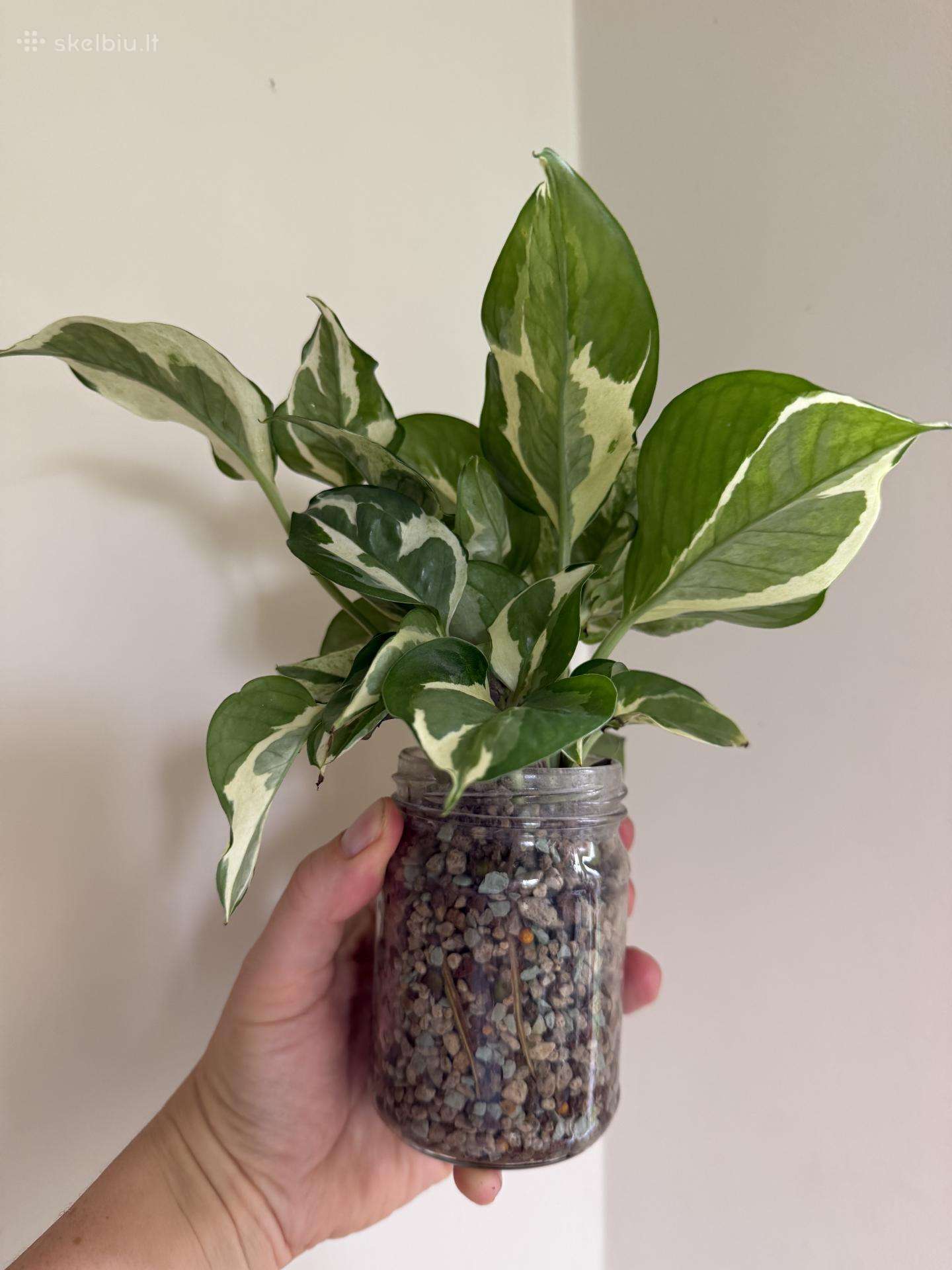 Pothos Njoy