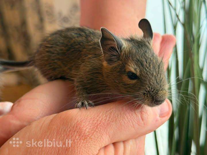 Atiduodamas degu graužikas