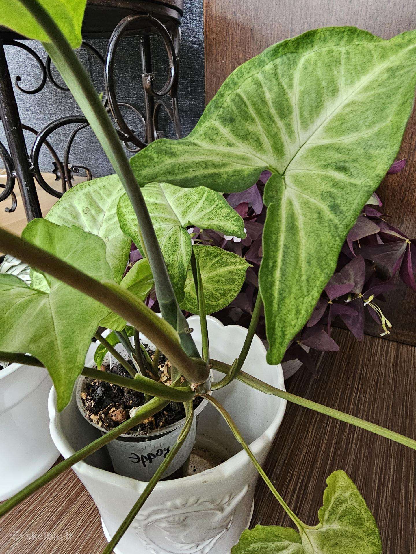 Syngonium White Baterfly