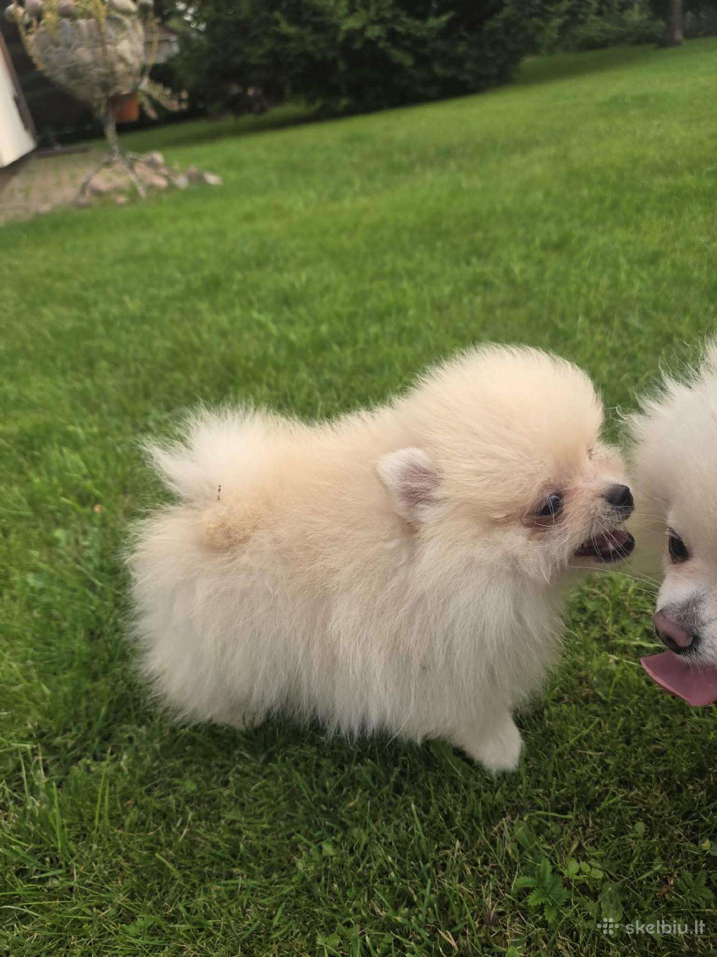 Mini pomeranijos spicai
