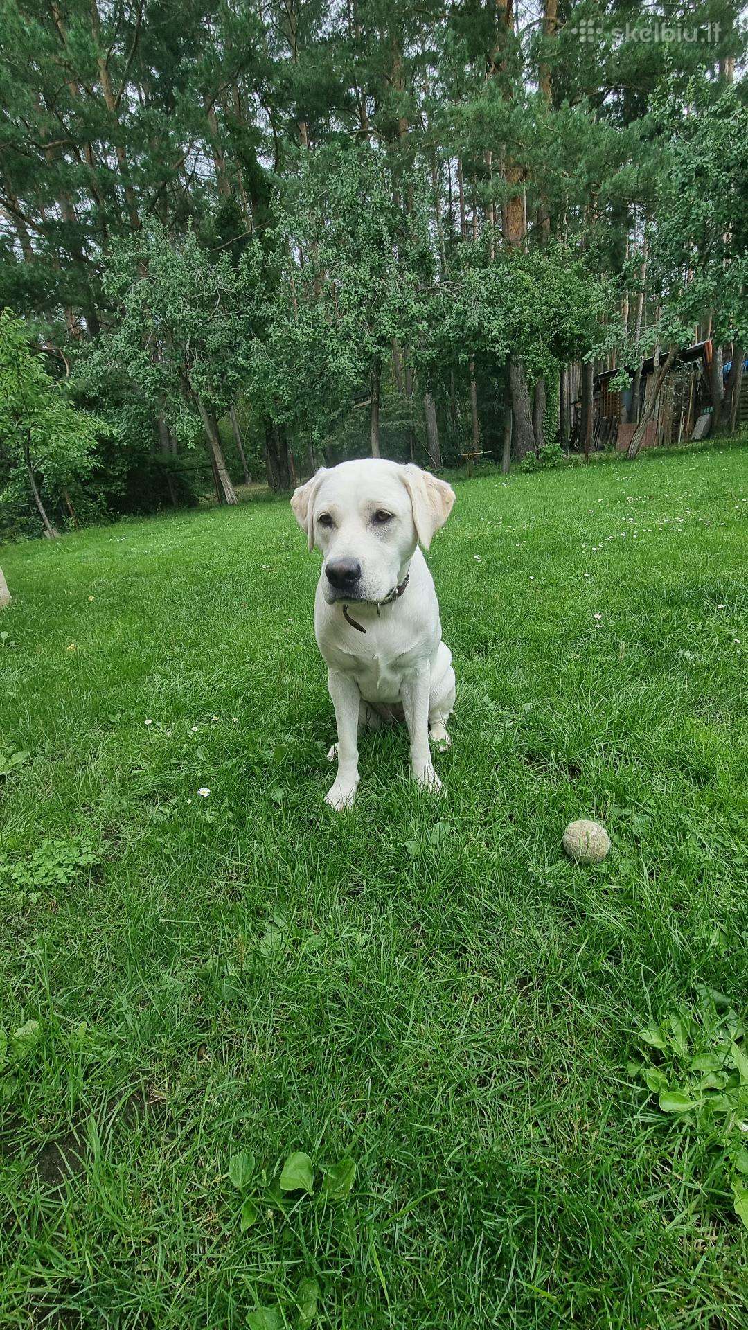 Labradoras