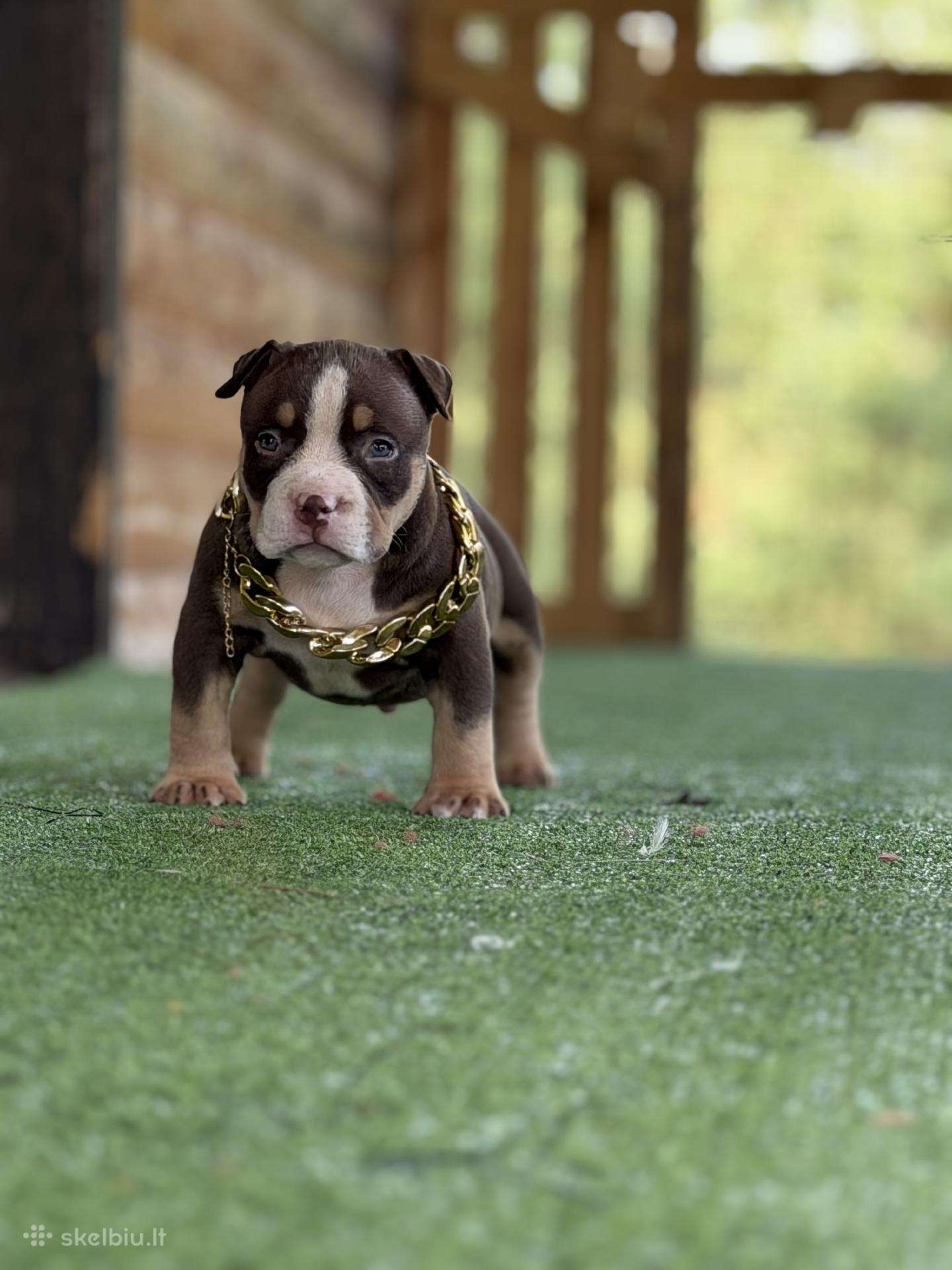 American Bully Pocket