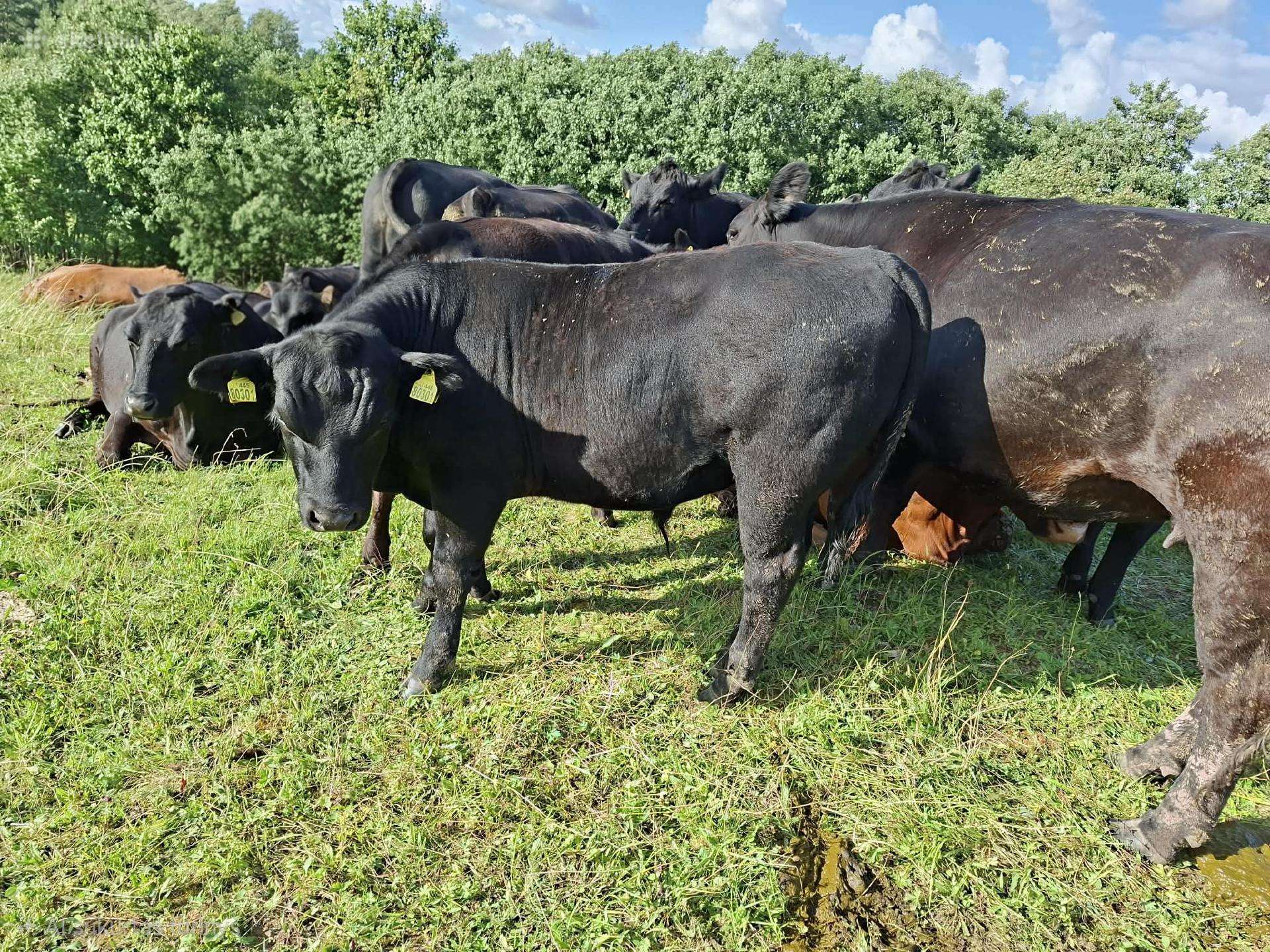 Parduodu grynaveislius Angus jautukus 6 -7 mėn.