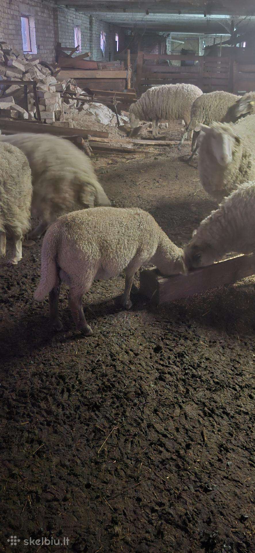 Parduodu avinuką