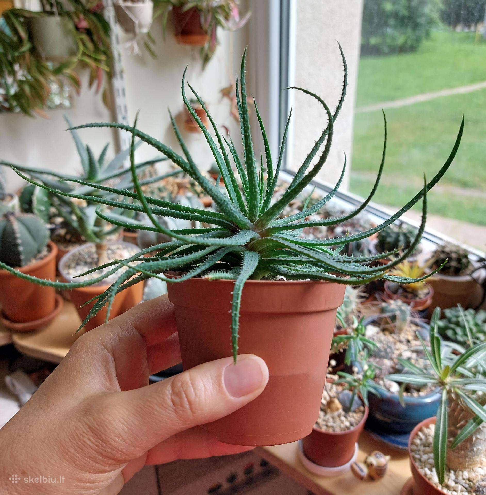 Alavijas - Aloe parvula