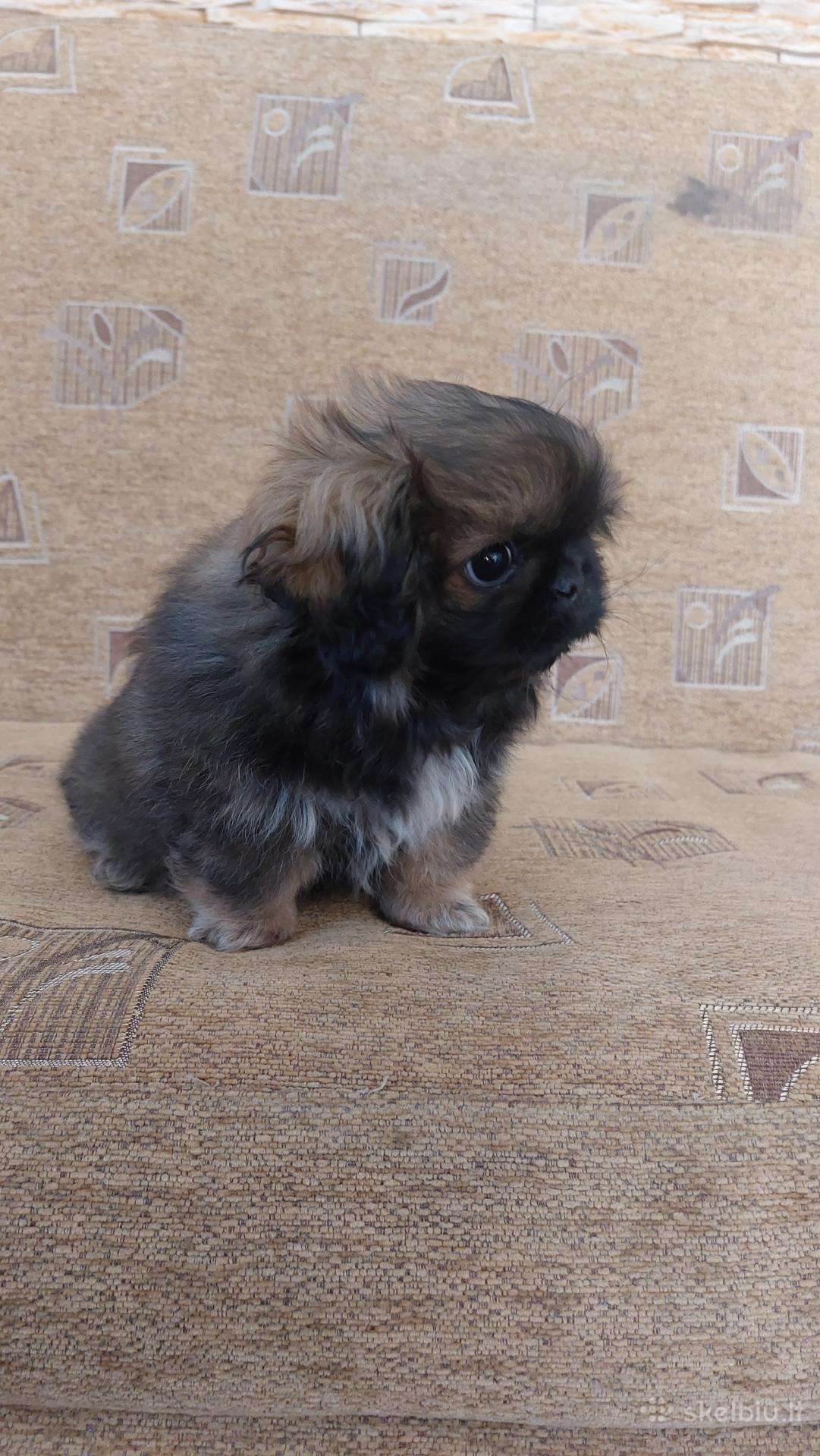Parduodama pekinukė