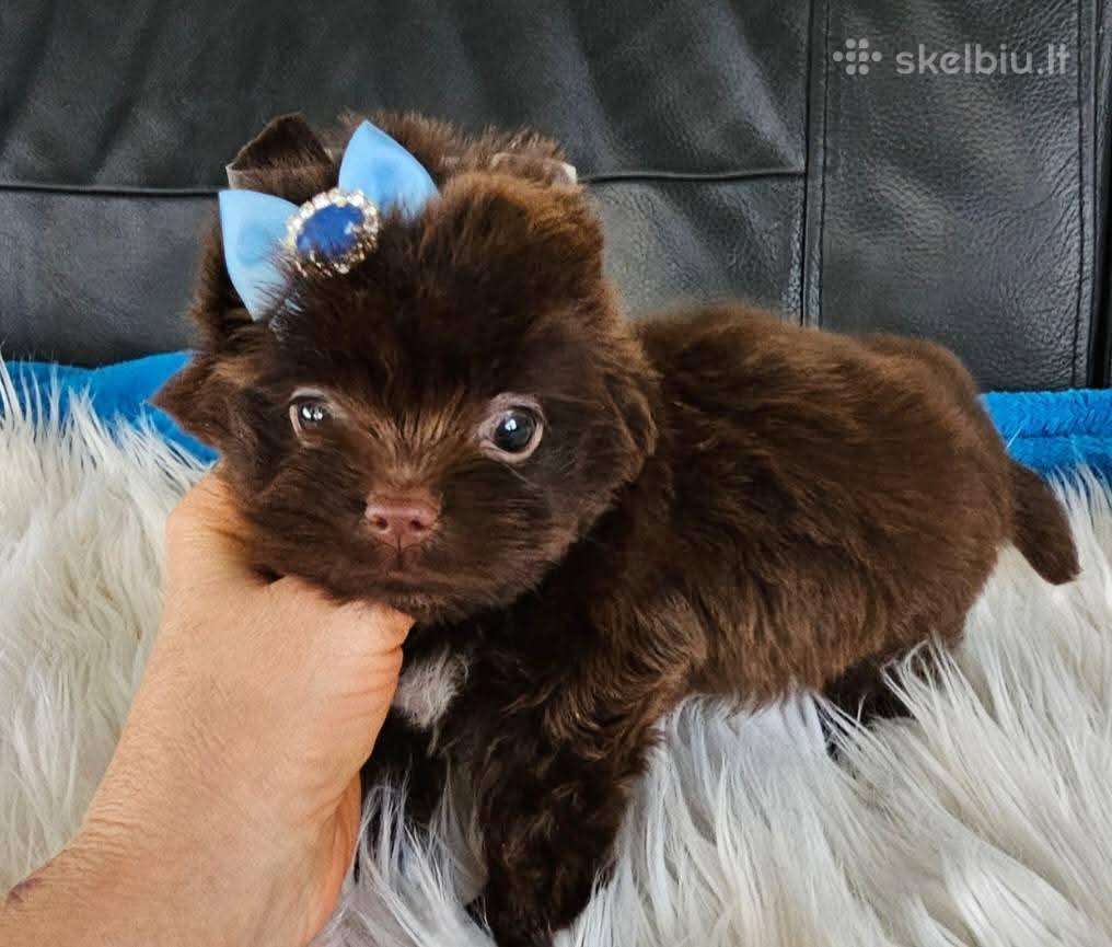 Mini jorkučiai