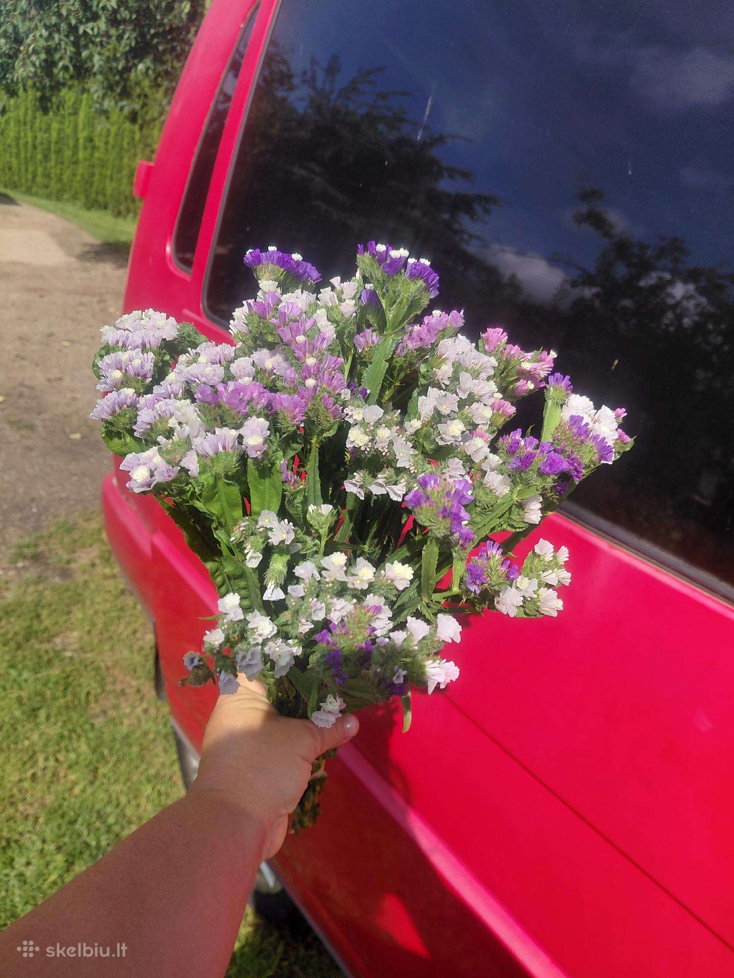 Kermekas ( Limonium)
