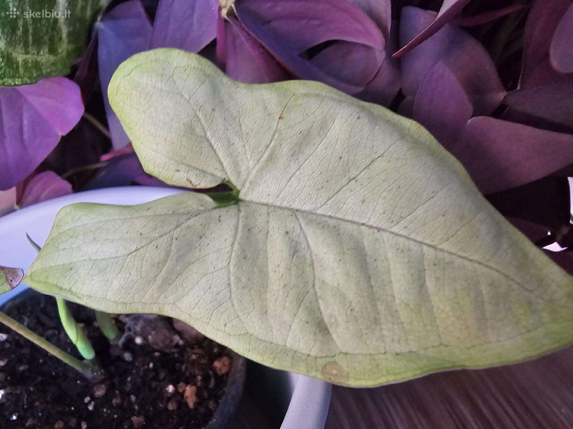 Syngonium Moonshine