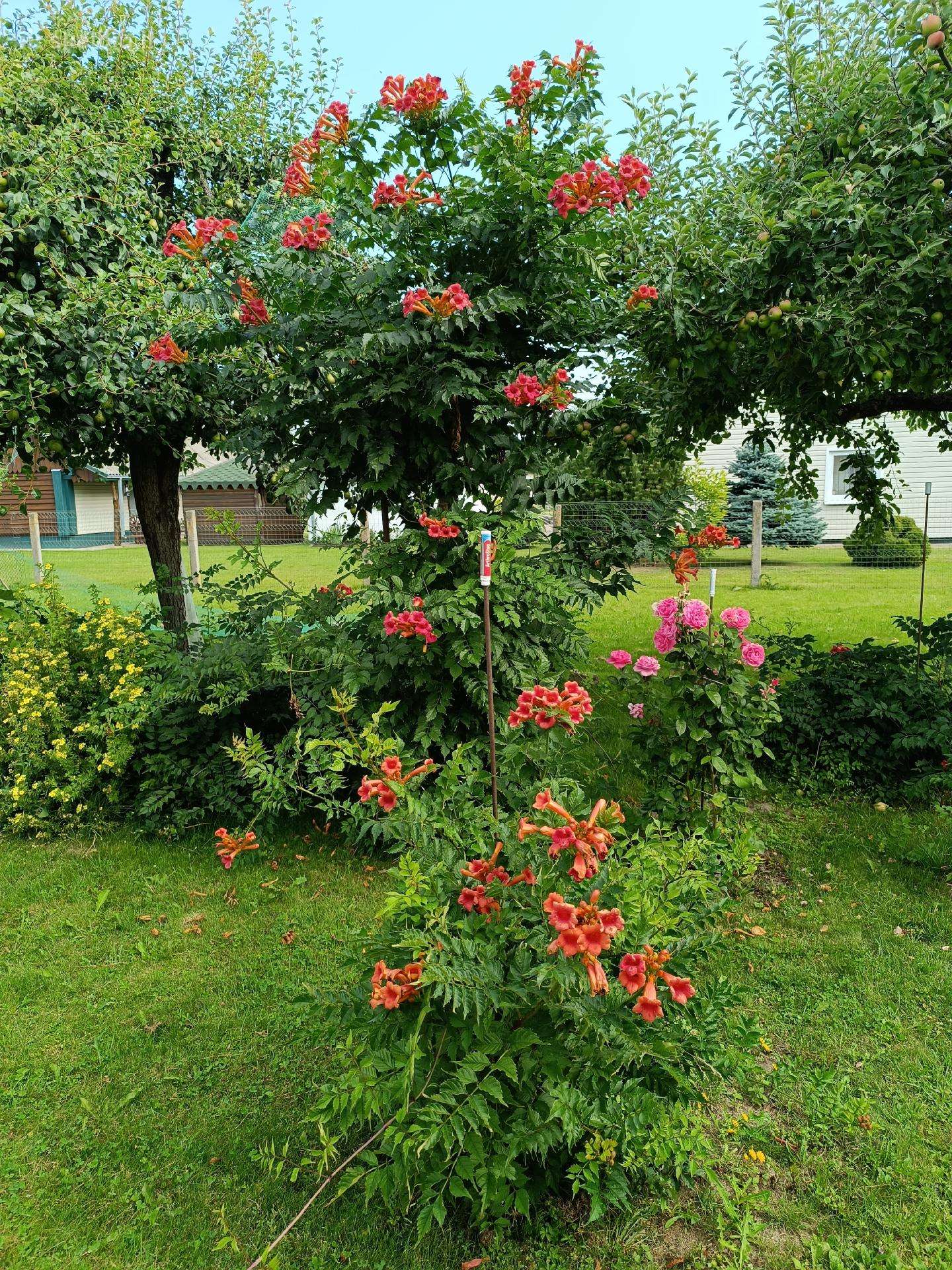 Camsis- lastune